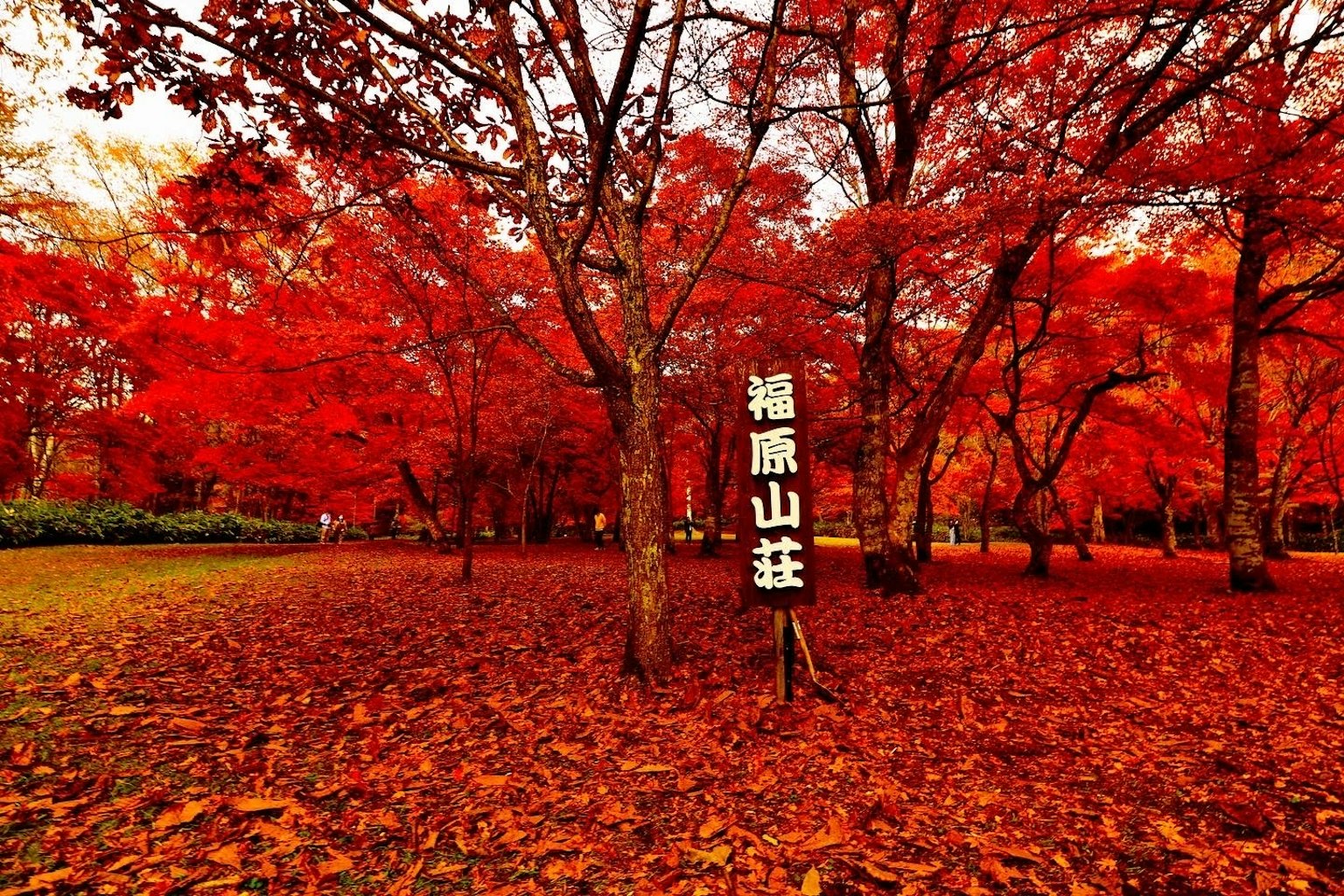風景如畫的公園景觀，鮮豔的紅色秋葉覆蓋樹木和地面