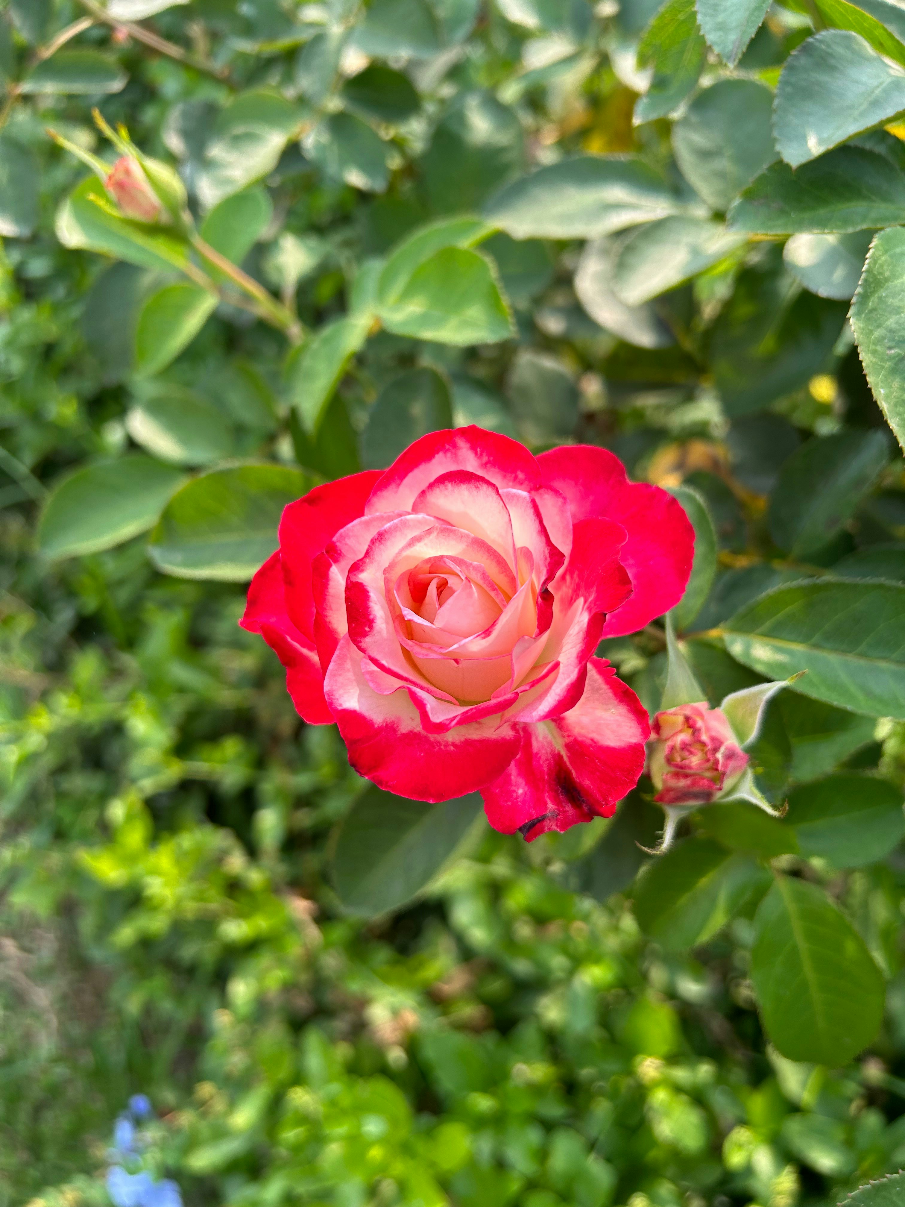 赤いバラの花と緑の葉が茂る庭のクローズアップ