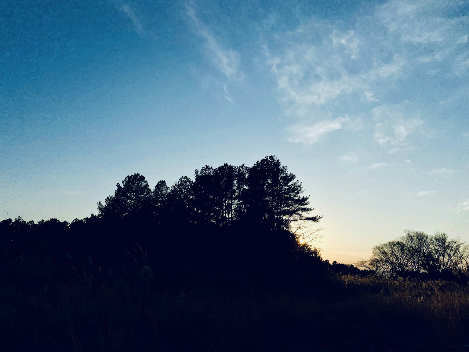 Silhouettes d'arbres contre un ciel crépusculaire avec des nuages doux