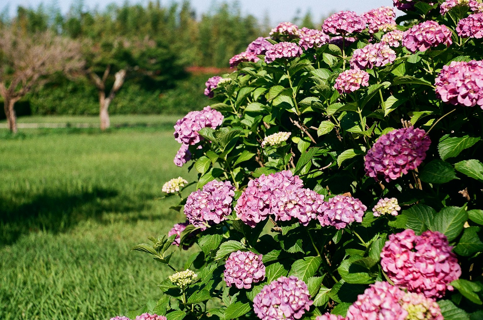 Fleurs d'hortensia colorées fleurissant dans un jardin verdoyant