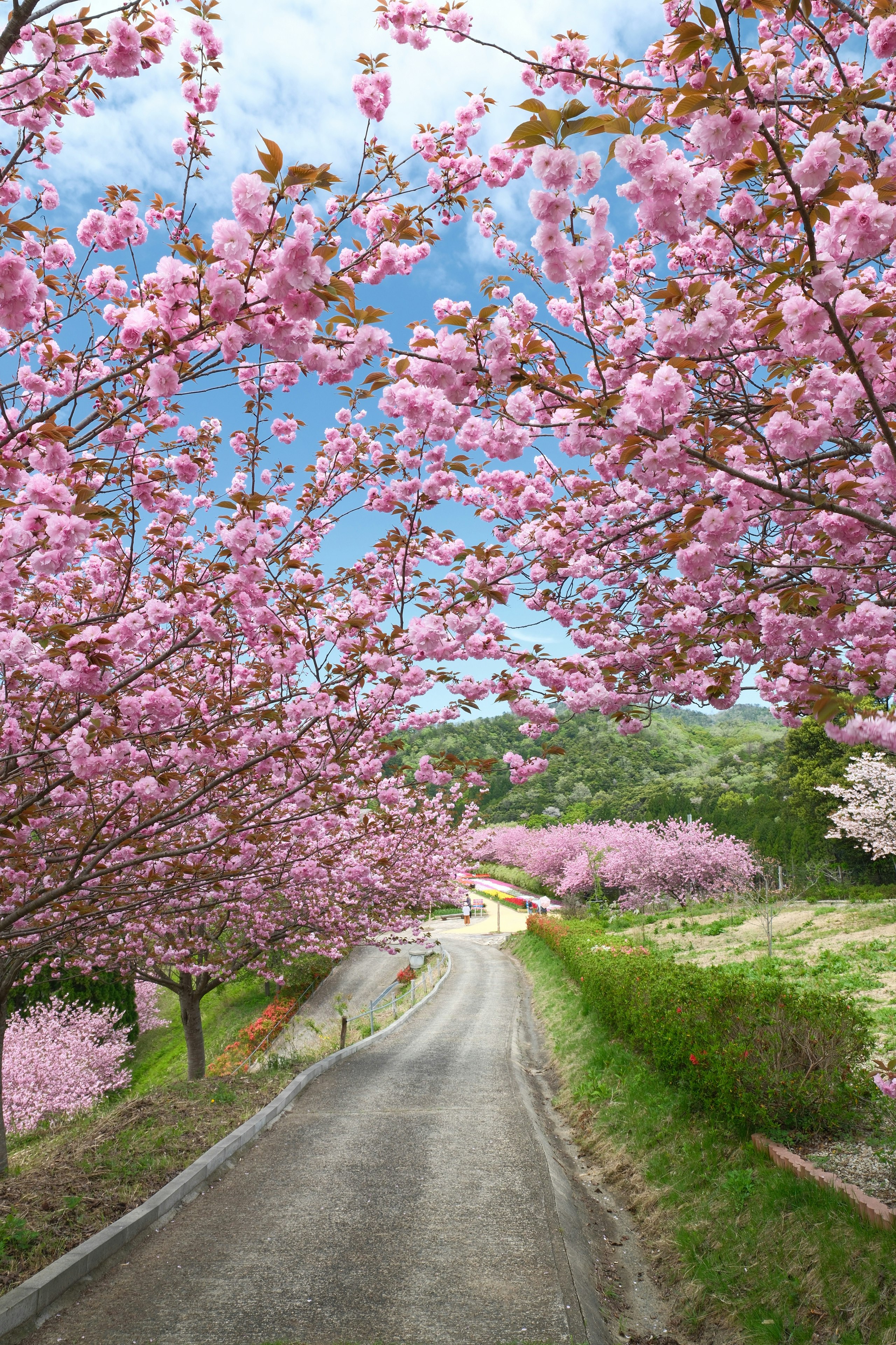 京丹後市の八重桜が咲く並木道