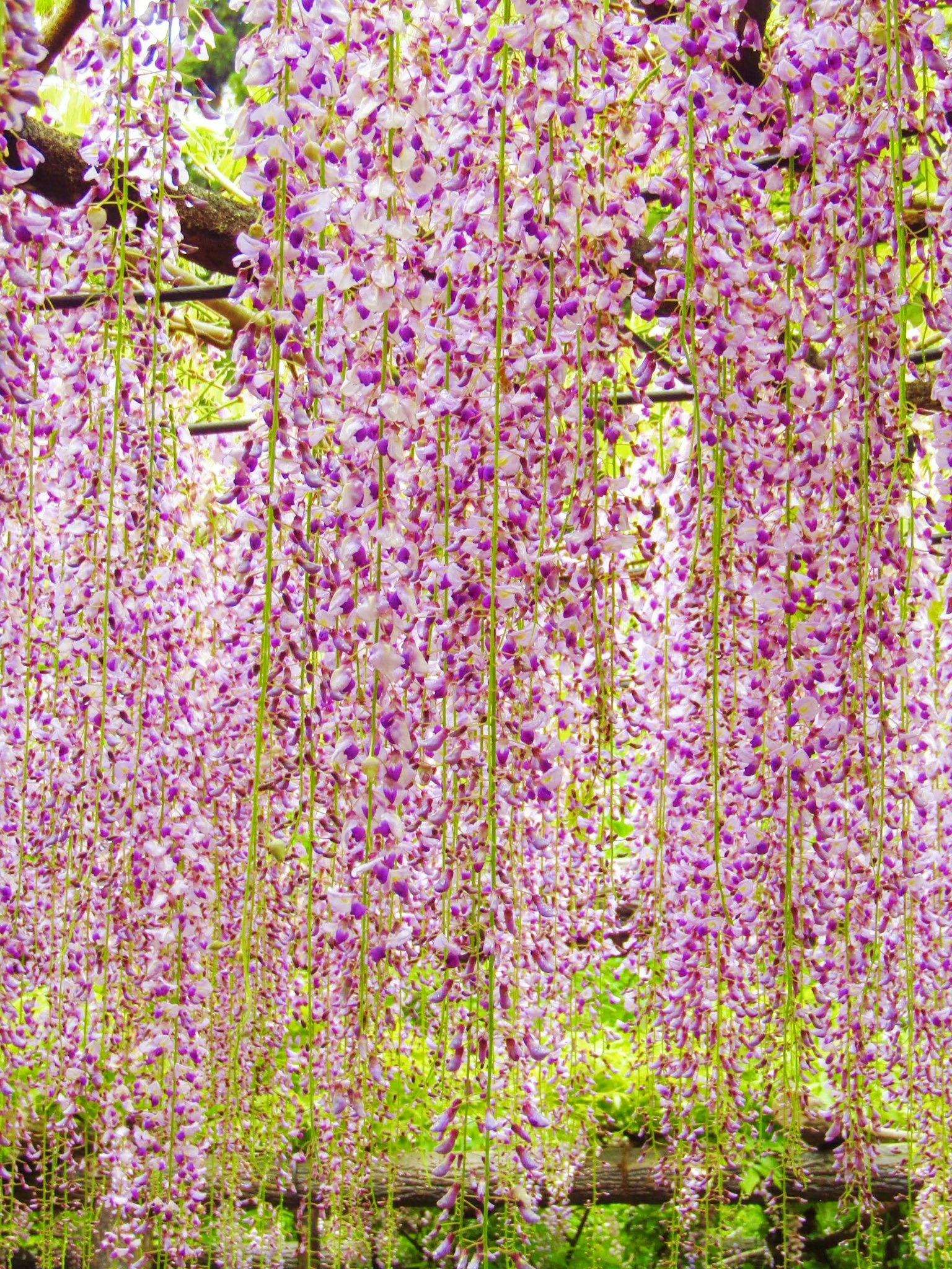 Hoa glycine xinh đẹp thả xuống