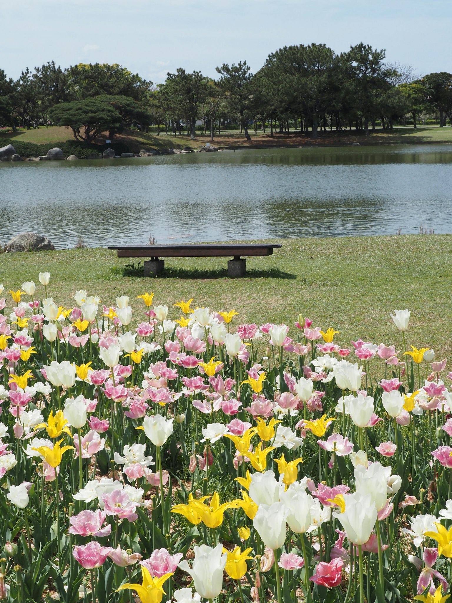 Colorful tulips blooming near a lake with a bench