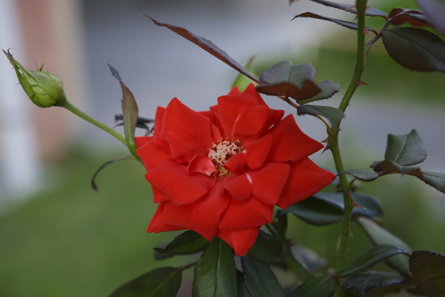 Bunga mawar merah dengan kuncup dan daun hijau