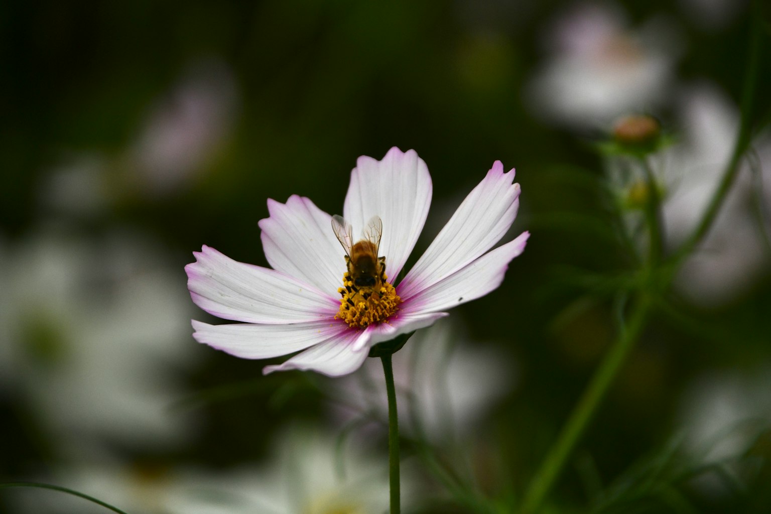 Bee resting on a white cosmos flower