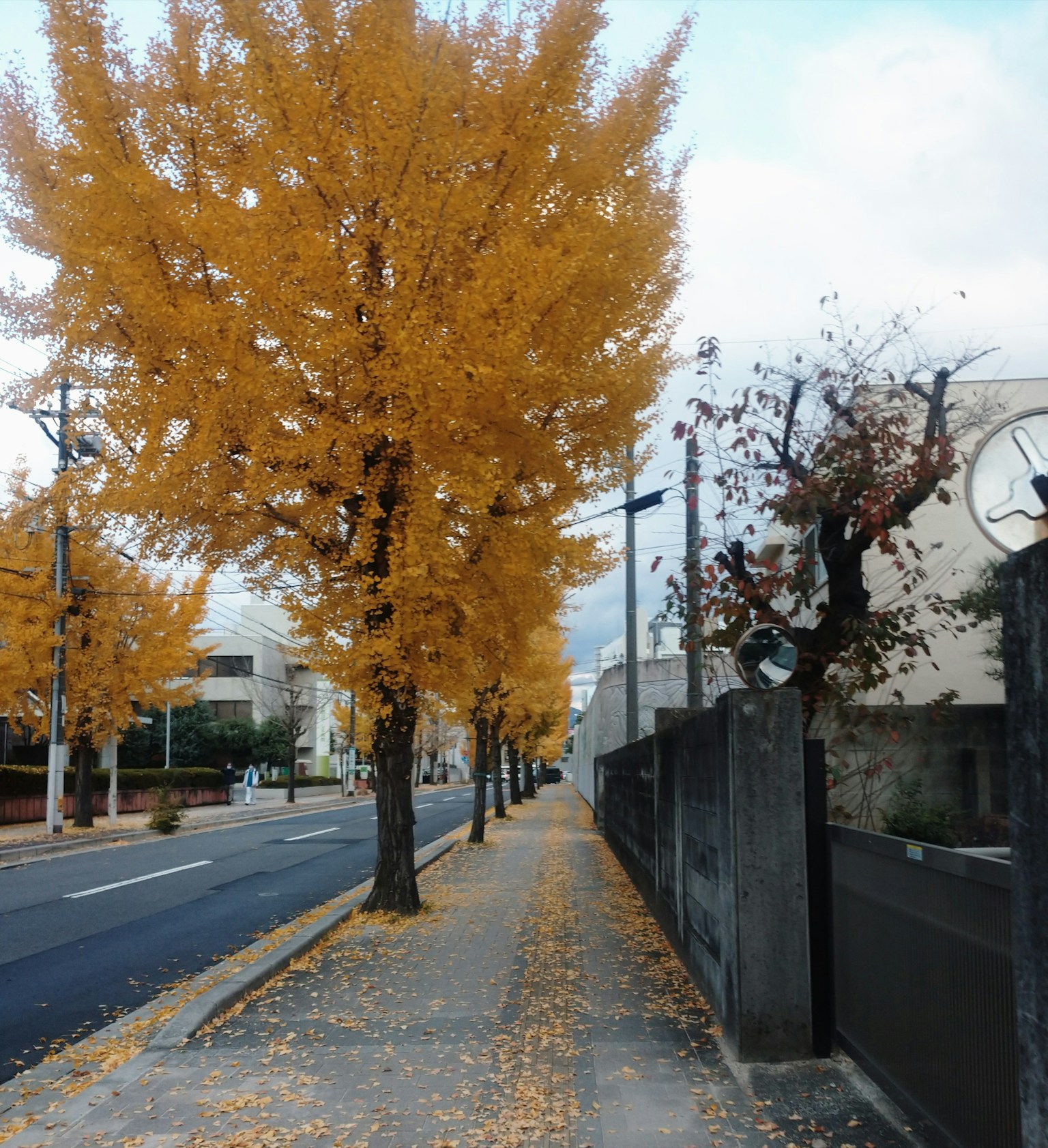 Street view with ginkgo trees in autumn yellow leaves covering the sidewalk