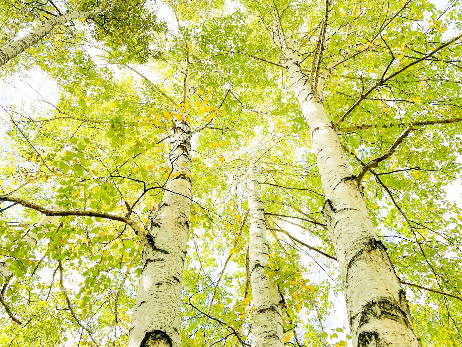 Pemandangan melihat ke atas pohon birch dengan daun hijau cerah
