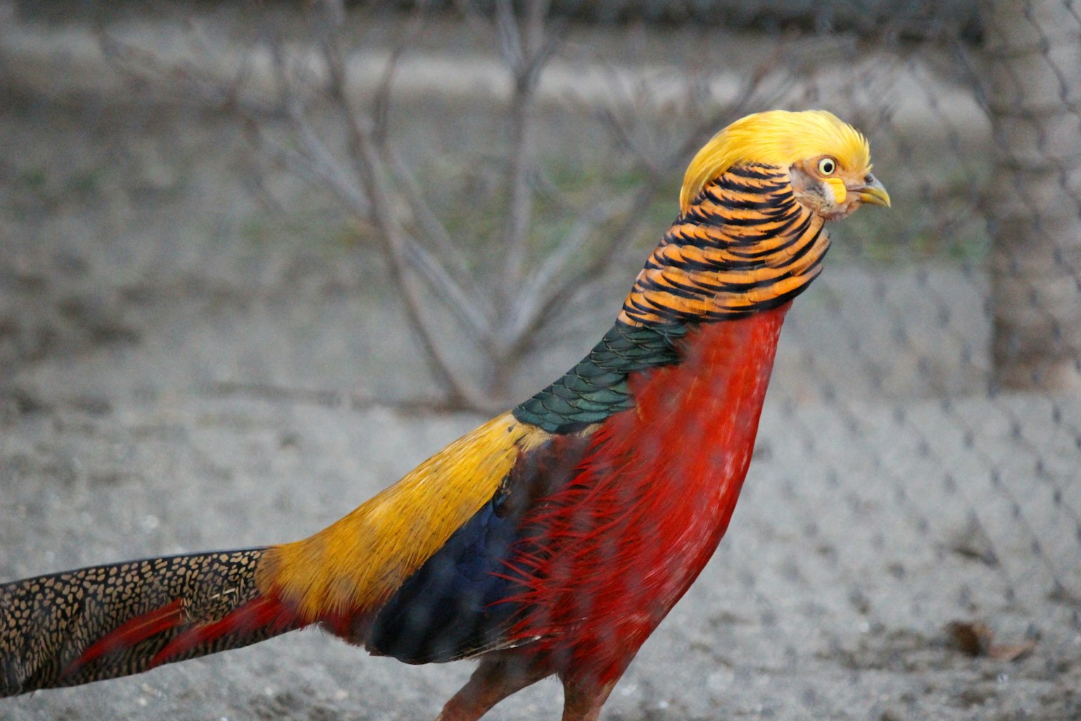 Pheasant jantan emas dengan bulu berwarna-warni yang memiliki kepala emas dan tubuh merah berjalan