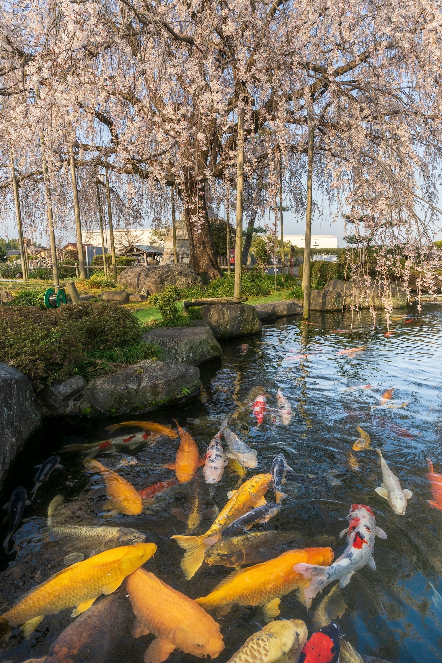 Ikan koi berenang di kolam dengan pohon sakura