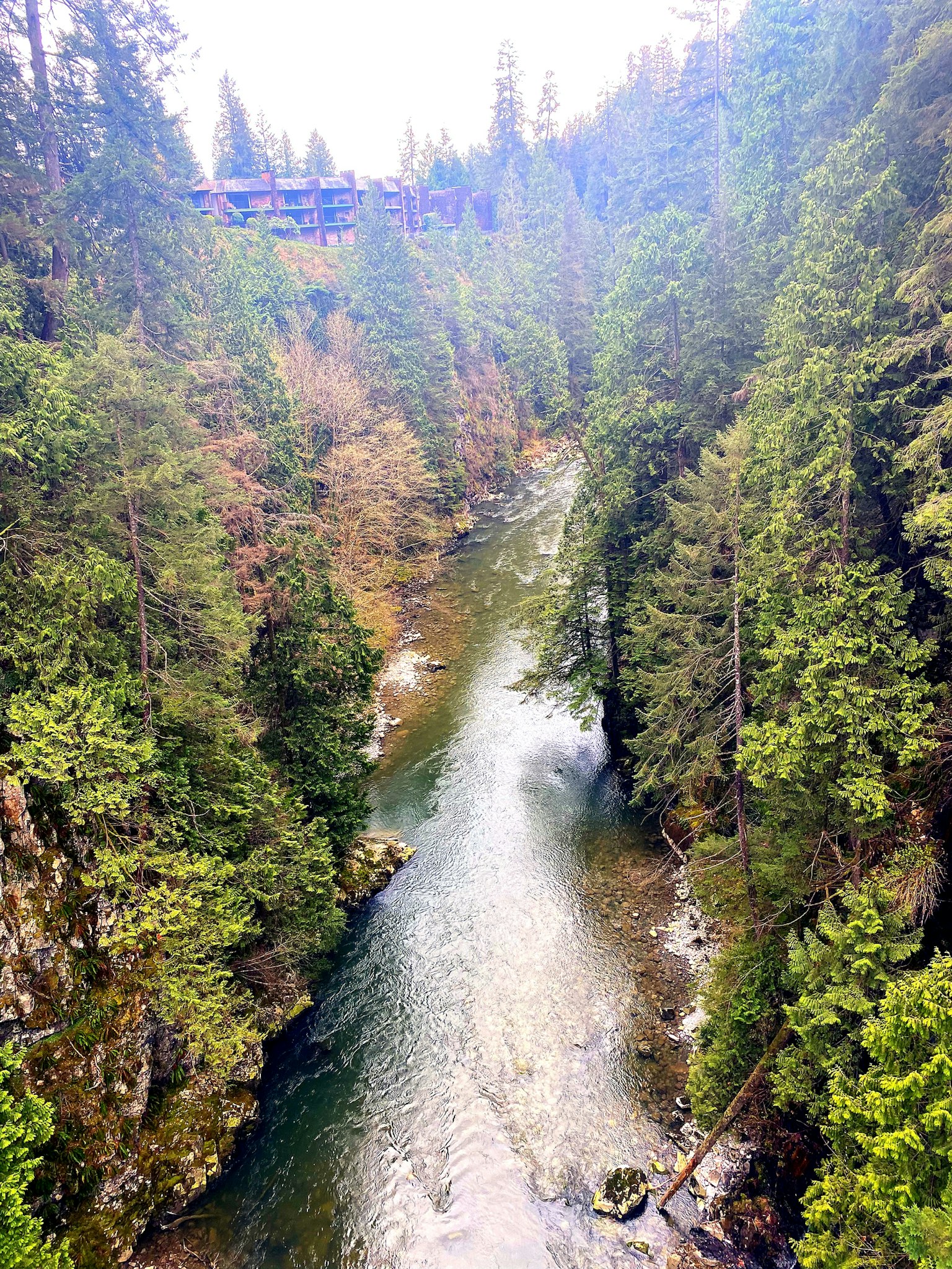 Scène de rivière sereine entourée d'une forêt verdoyante