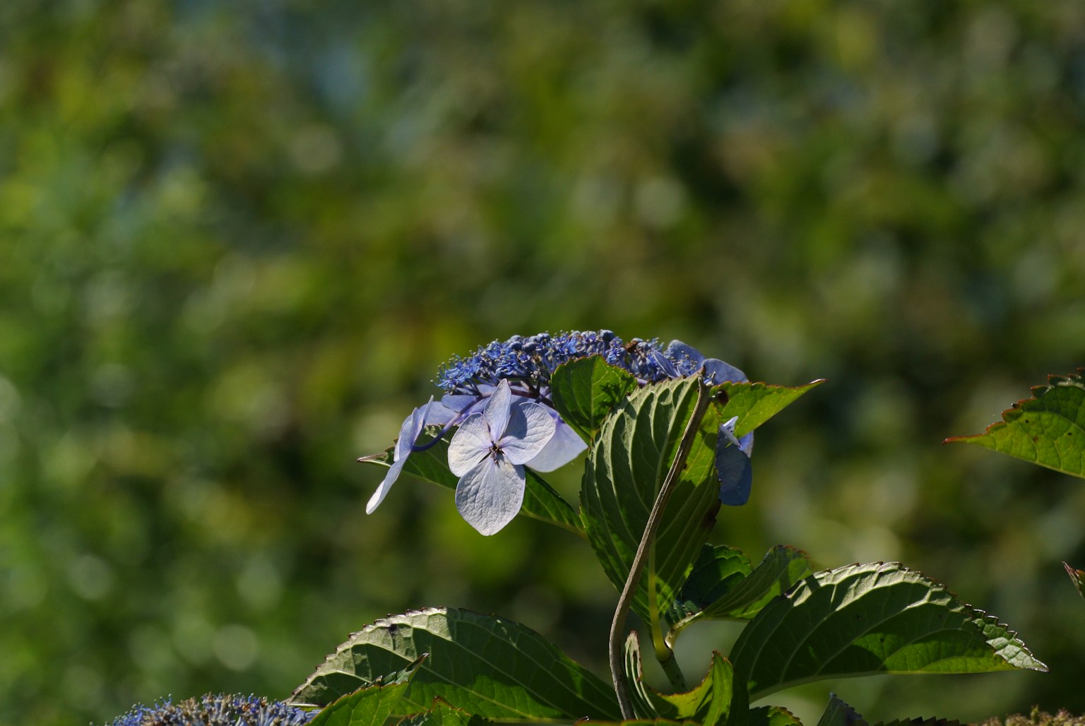 Gros plan d'une hortensia avec des fleurs violettes et des feuilles vertes