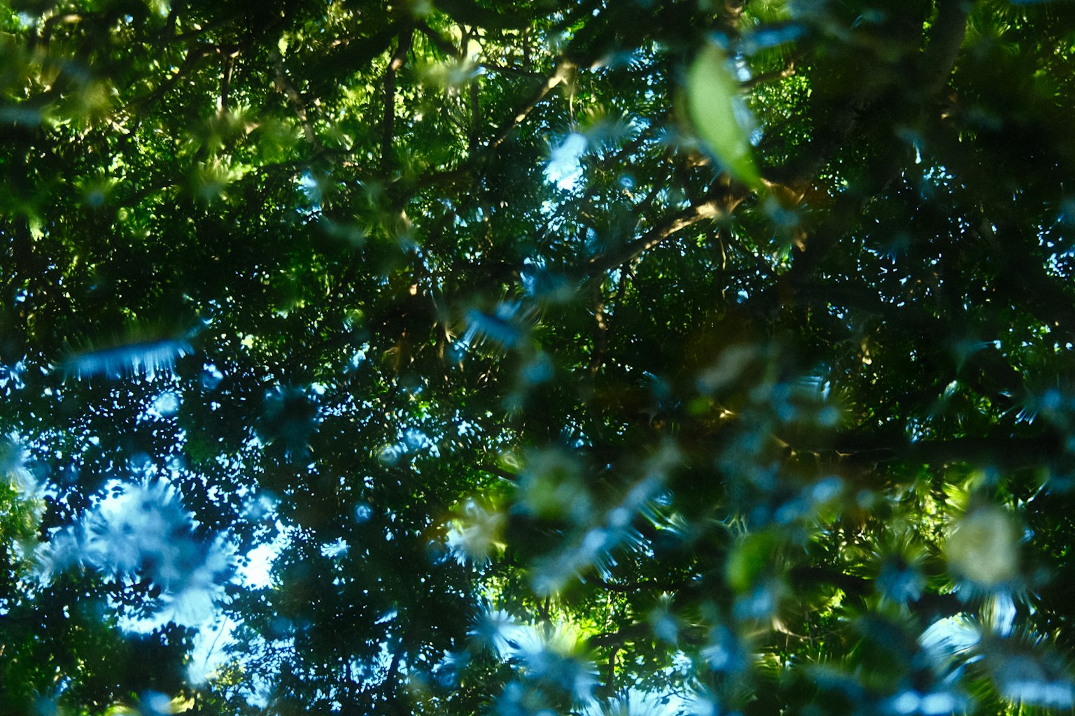 青空と緑の葉が混ざり合った森林の上の景色