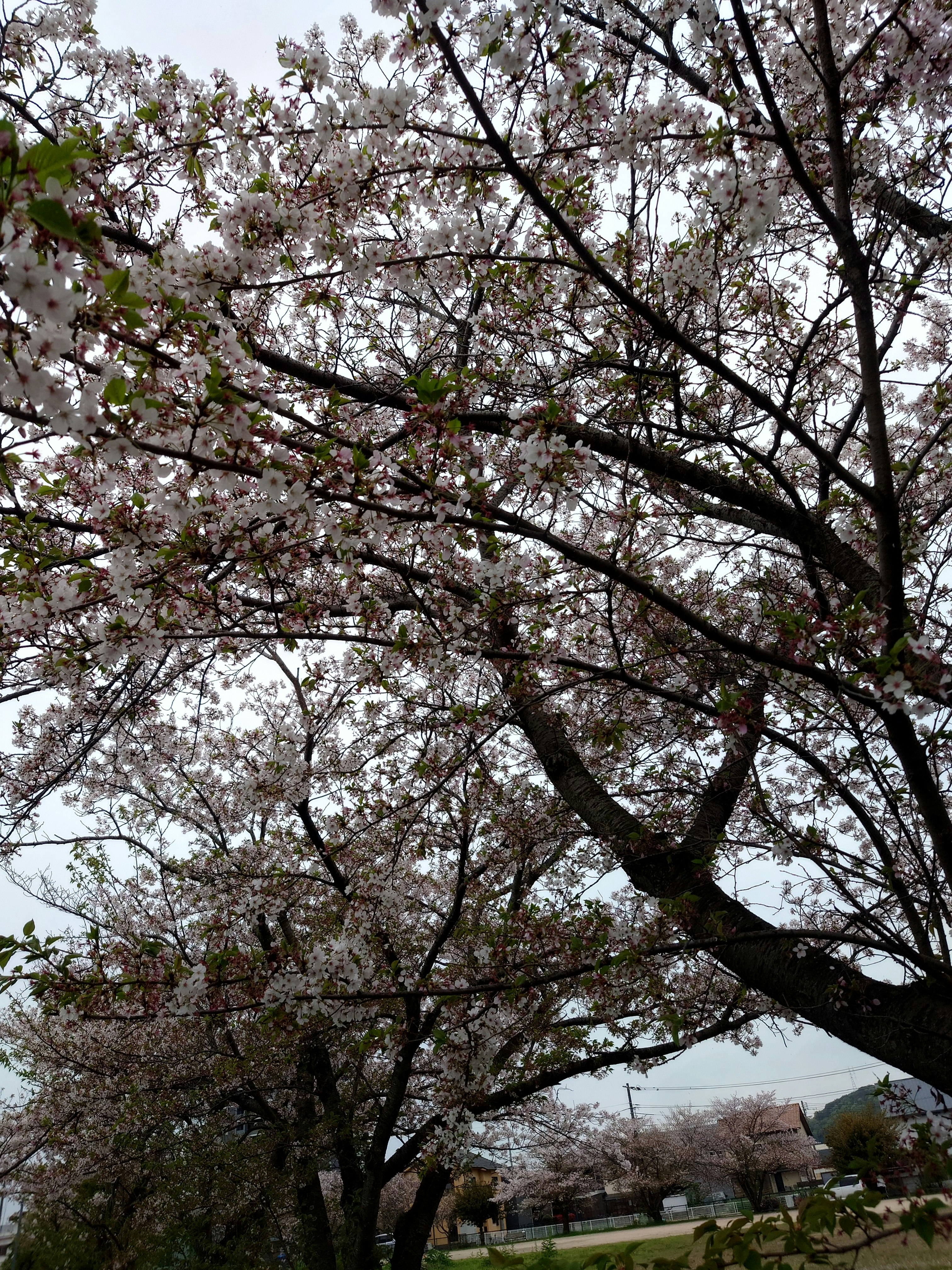 桜の枝に咲く花と散りかけの葉のある風景