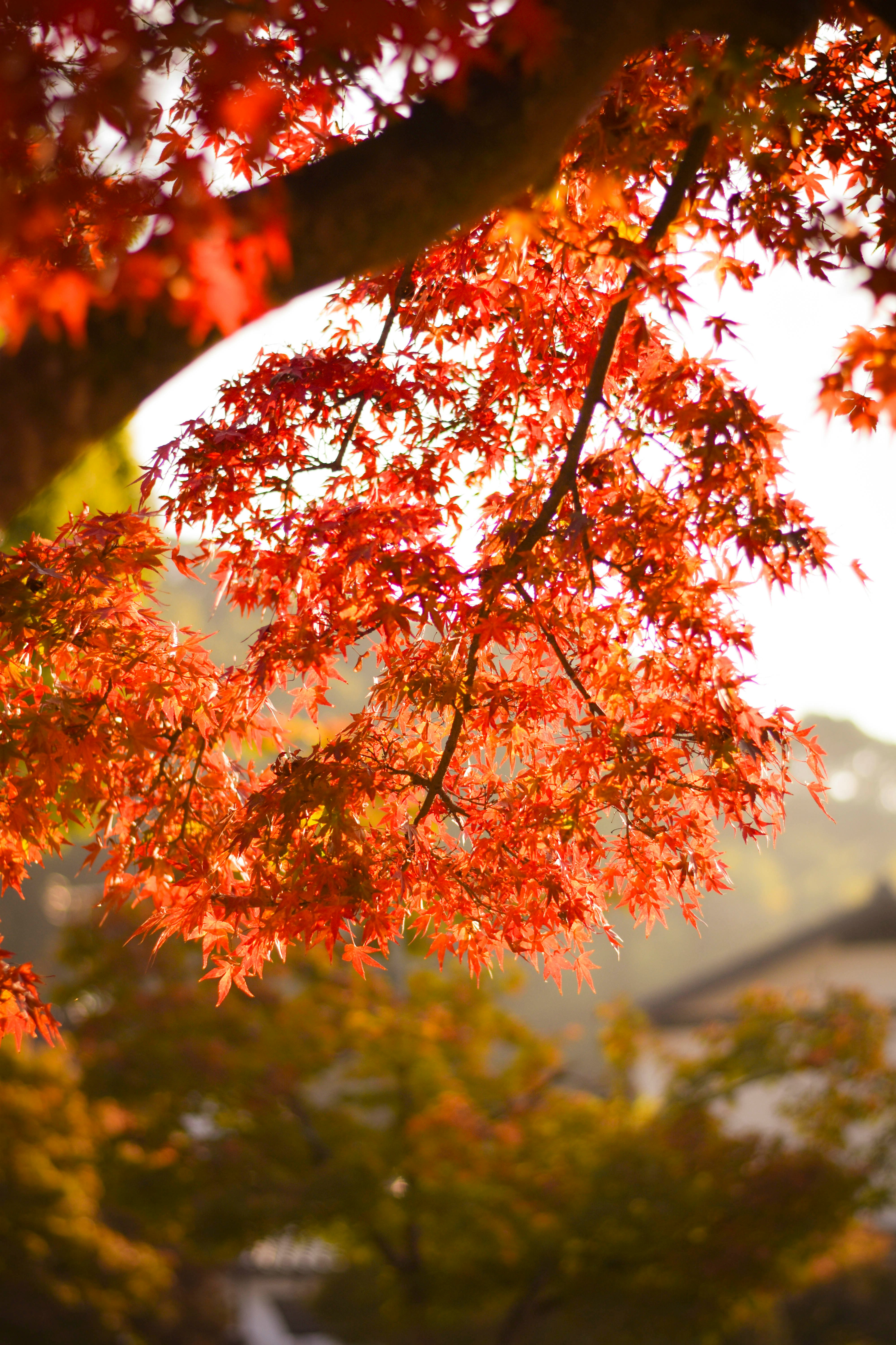 秋の紅葉の枝と背景の山並み