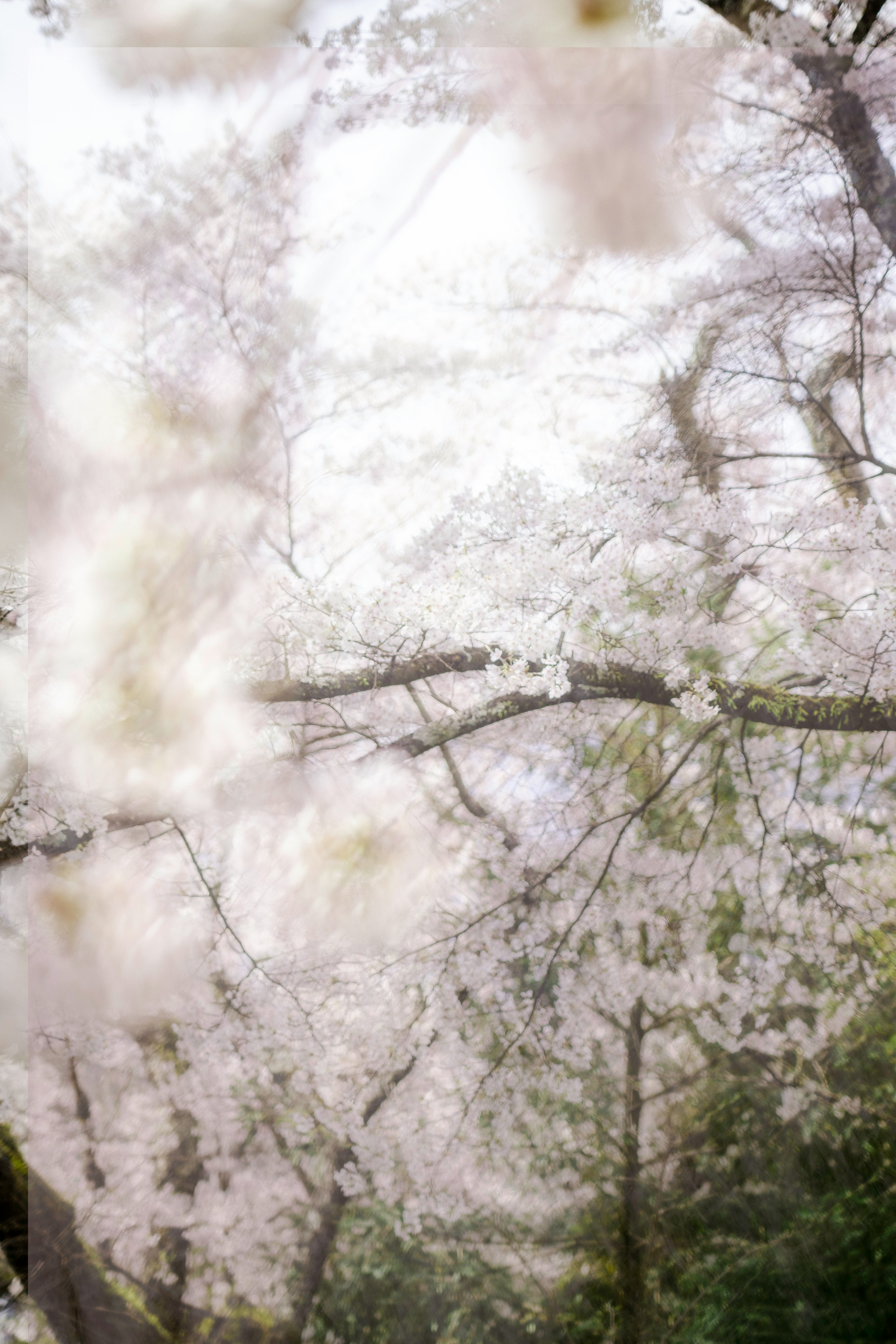 白い花が咲く枝と春の木々の霞むような背景