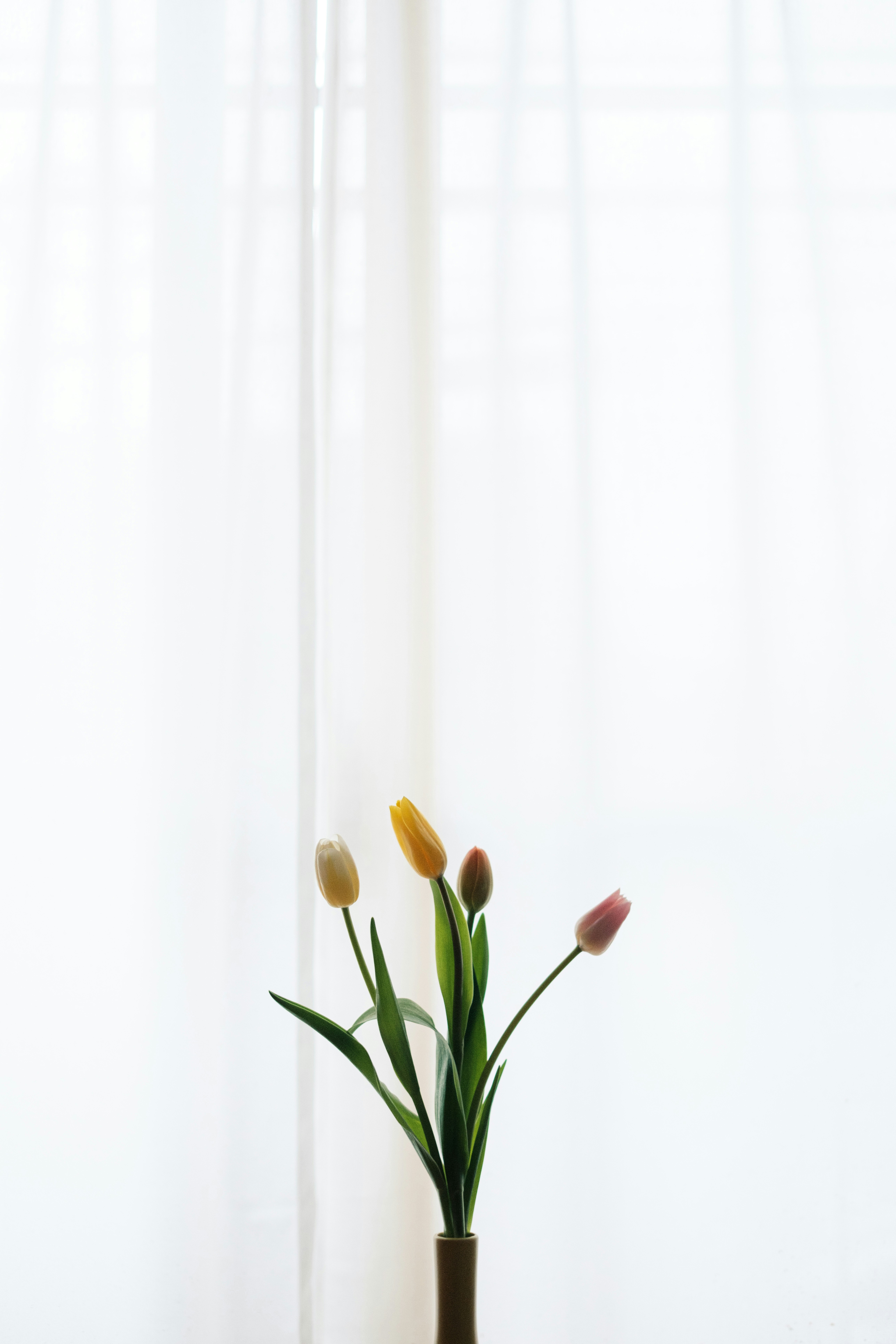 白い背景に生けたチューリップの花束