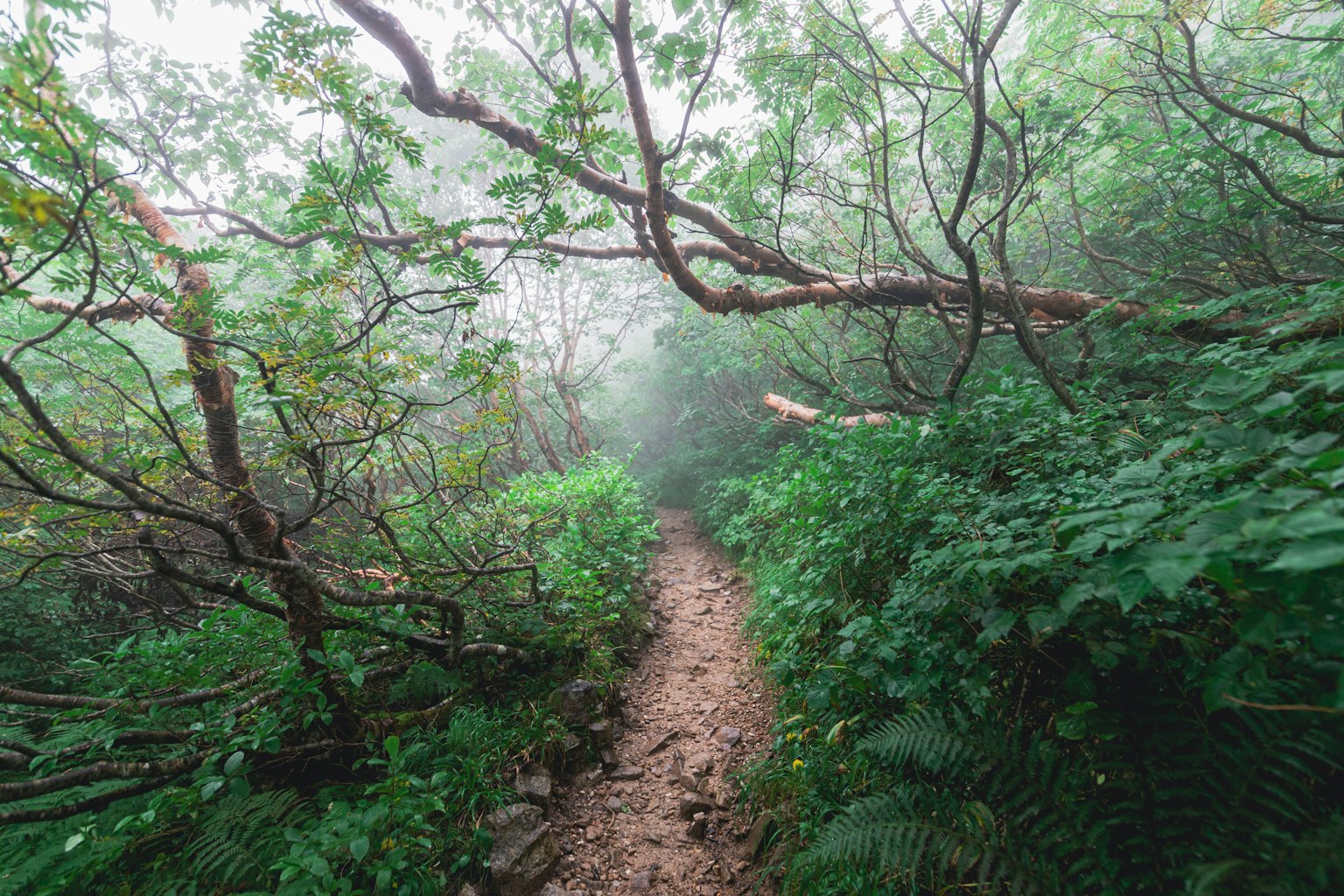 Jalan sempit melalui hutan hijau lebat yang diselimuti kabut