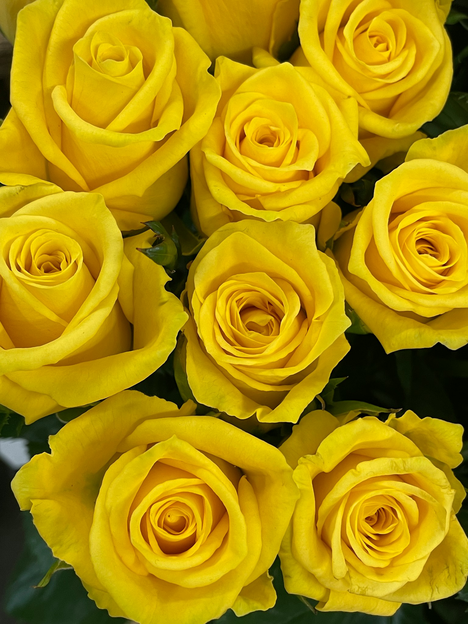 Un vivace arrangiamento di rose gialle splendidamente esposto