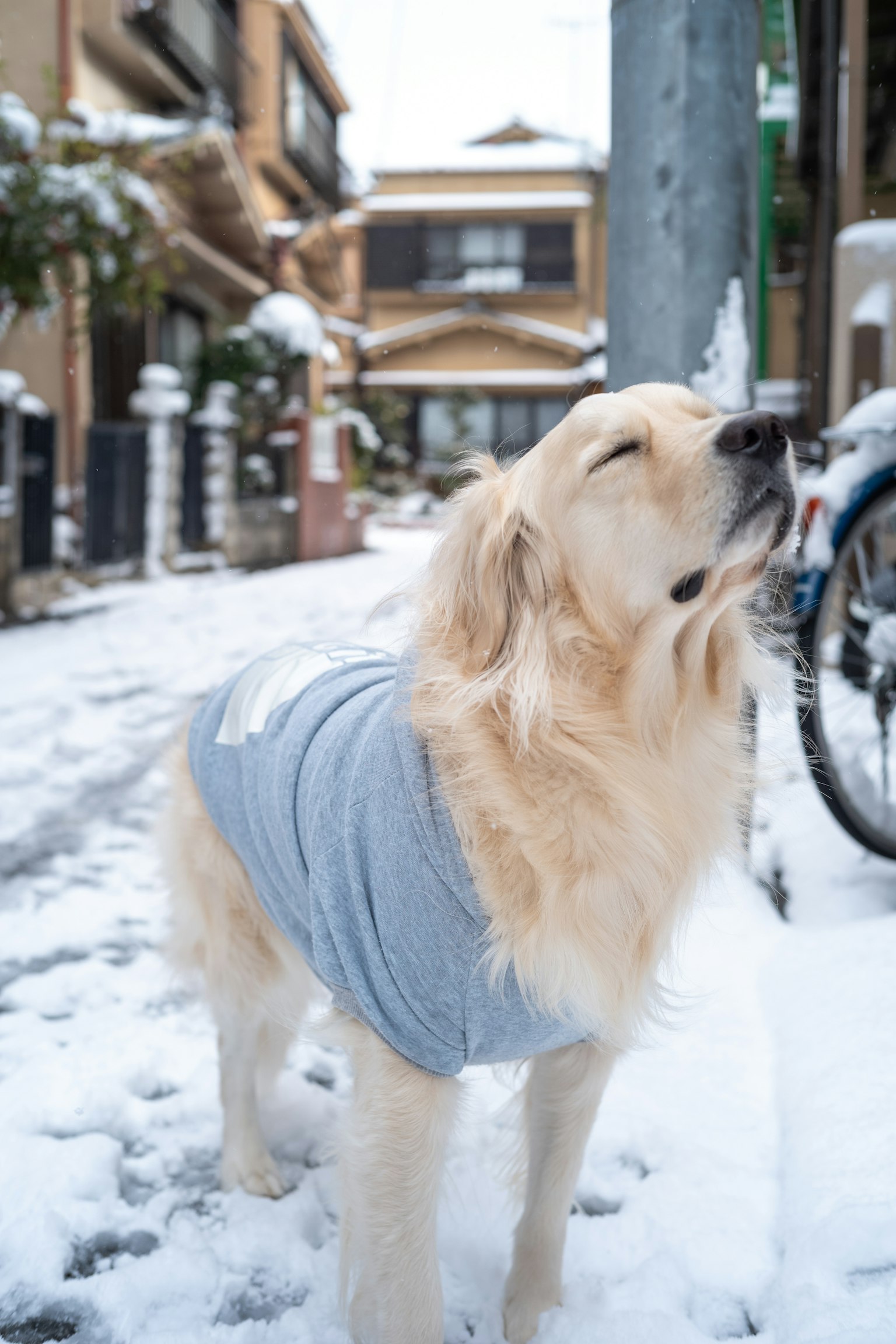 Golden Retriever usando un suéter azul en la nieve