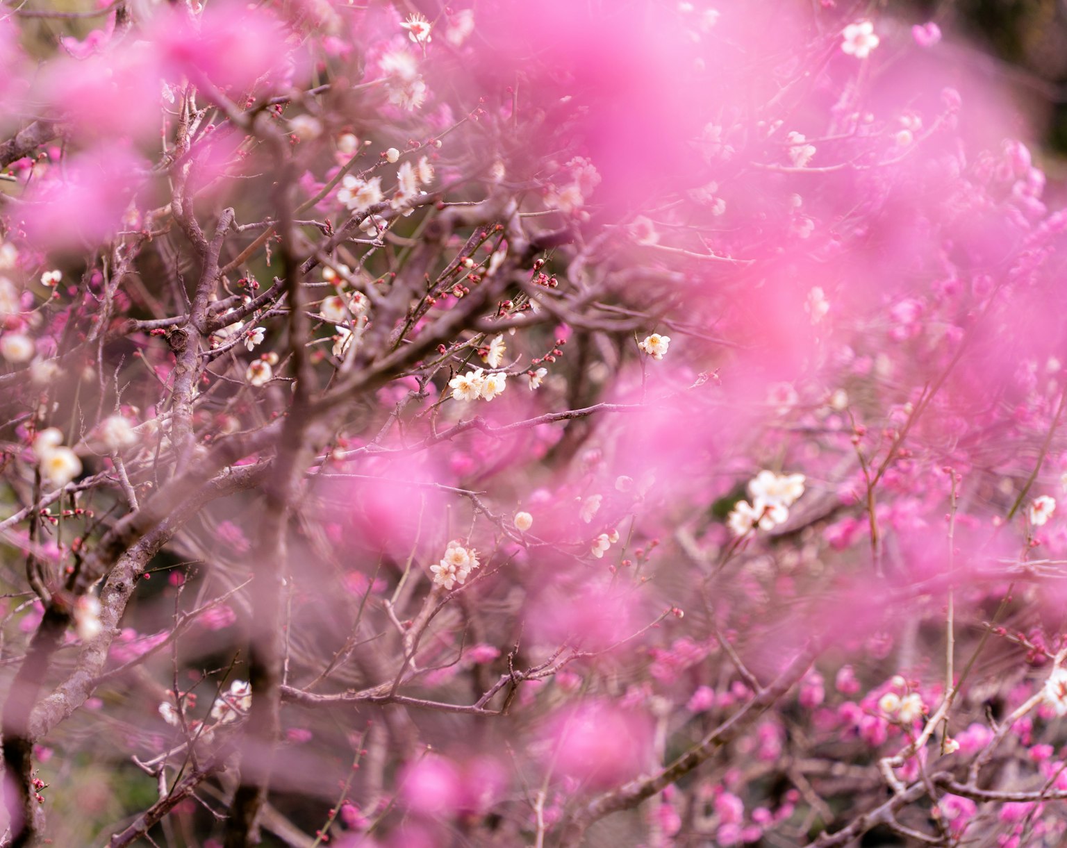 Blurred pink blossoms on branches in a soft-focus image