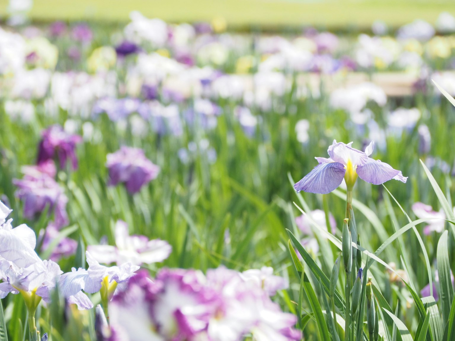 A vibrant field of blooming irises in various colors