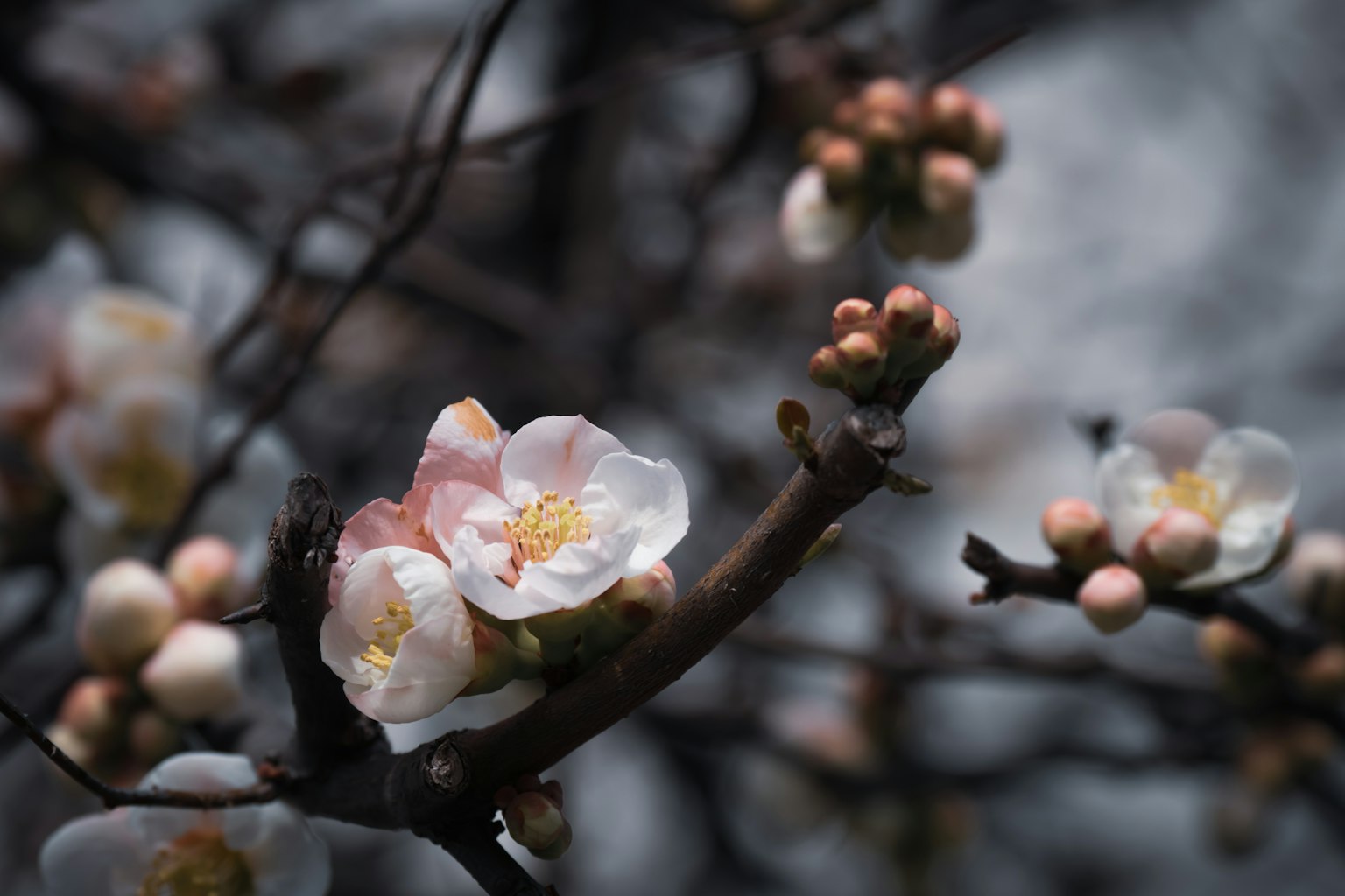 特寫鏡頭，帶有淡花和花蕾的樹枝