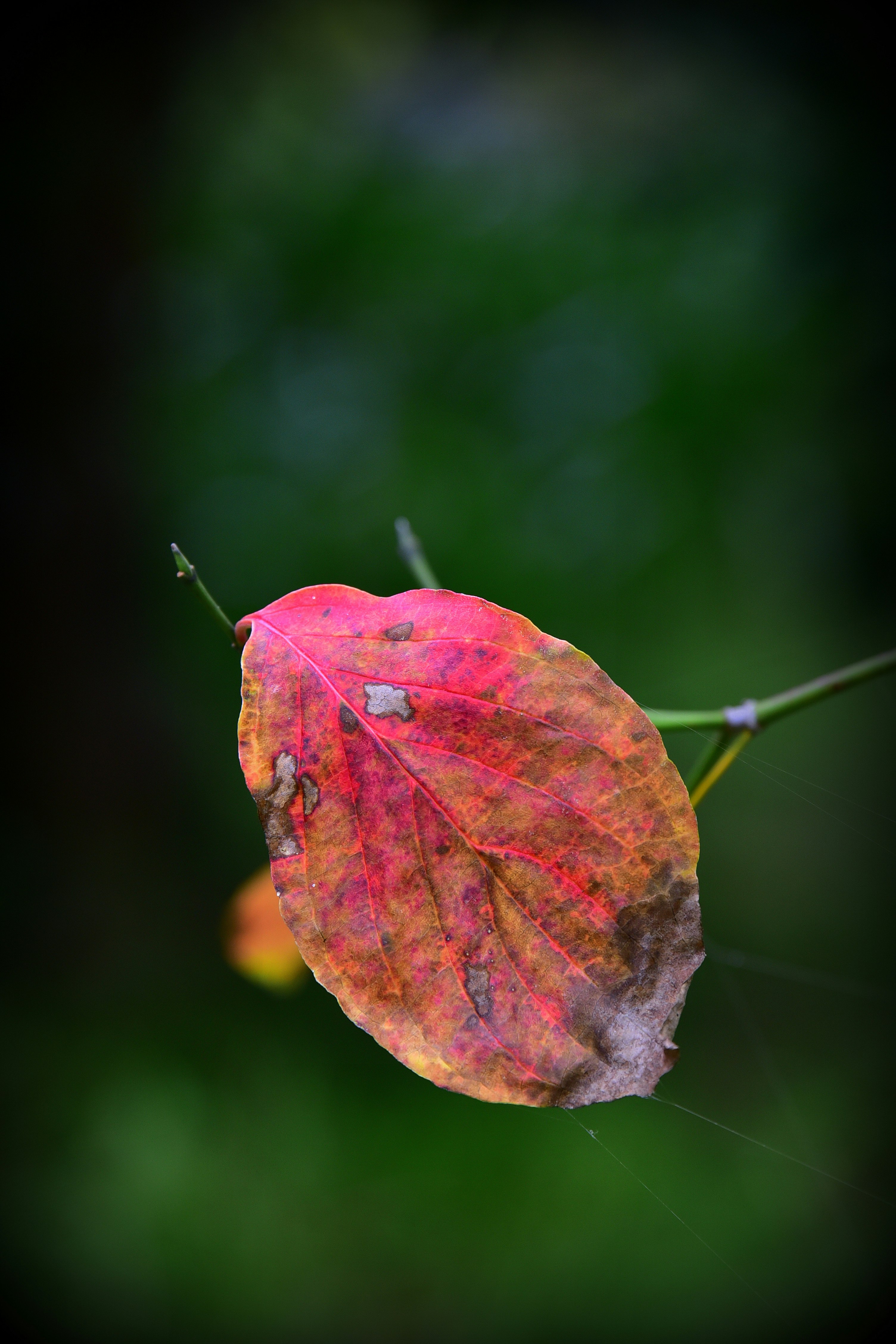 Gros plan d’une feuille d’automne rouge sur une branche