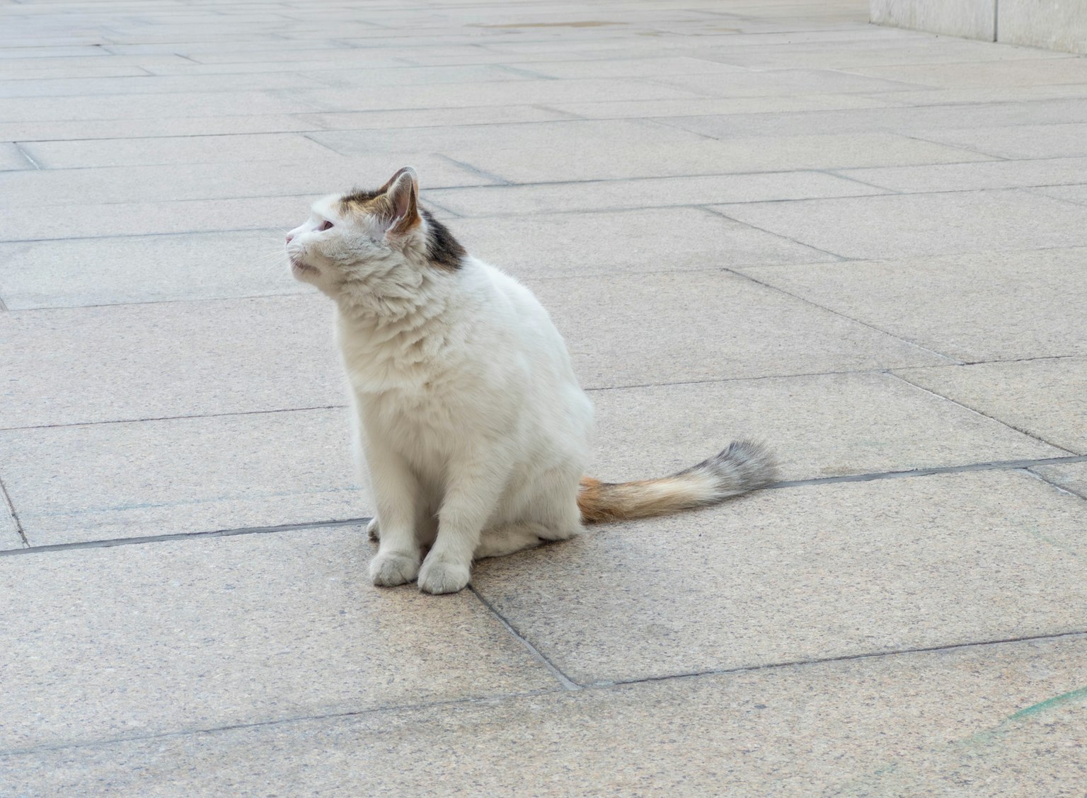 Un gatto bianco seduto su pavimentazione in piastrelle