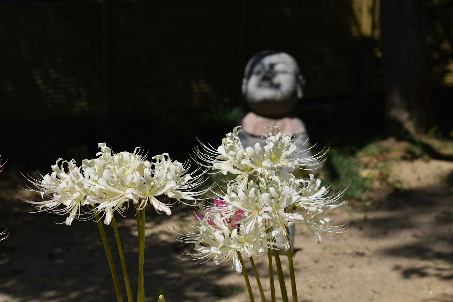 一個花園場景，前景是白色花朵，背景是石雕像
