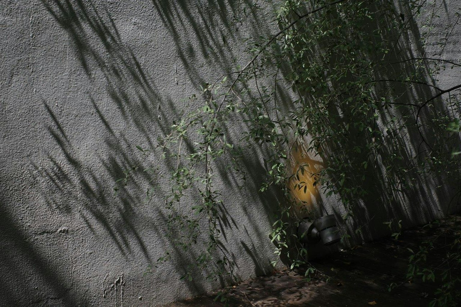 Sombras de hojas en una pared gris con plantas verdes