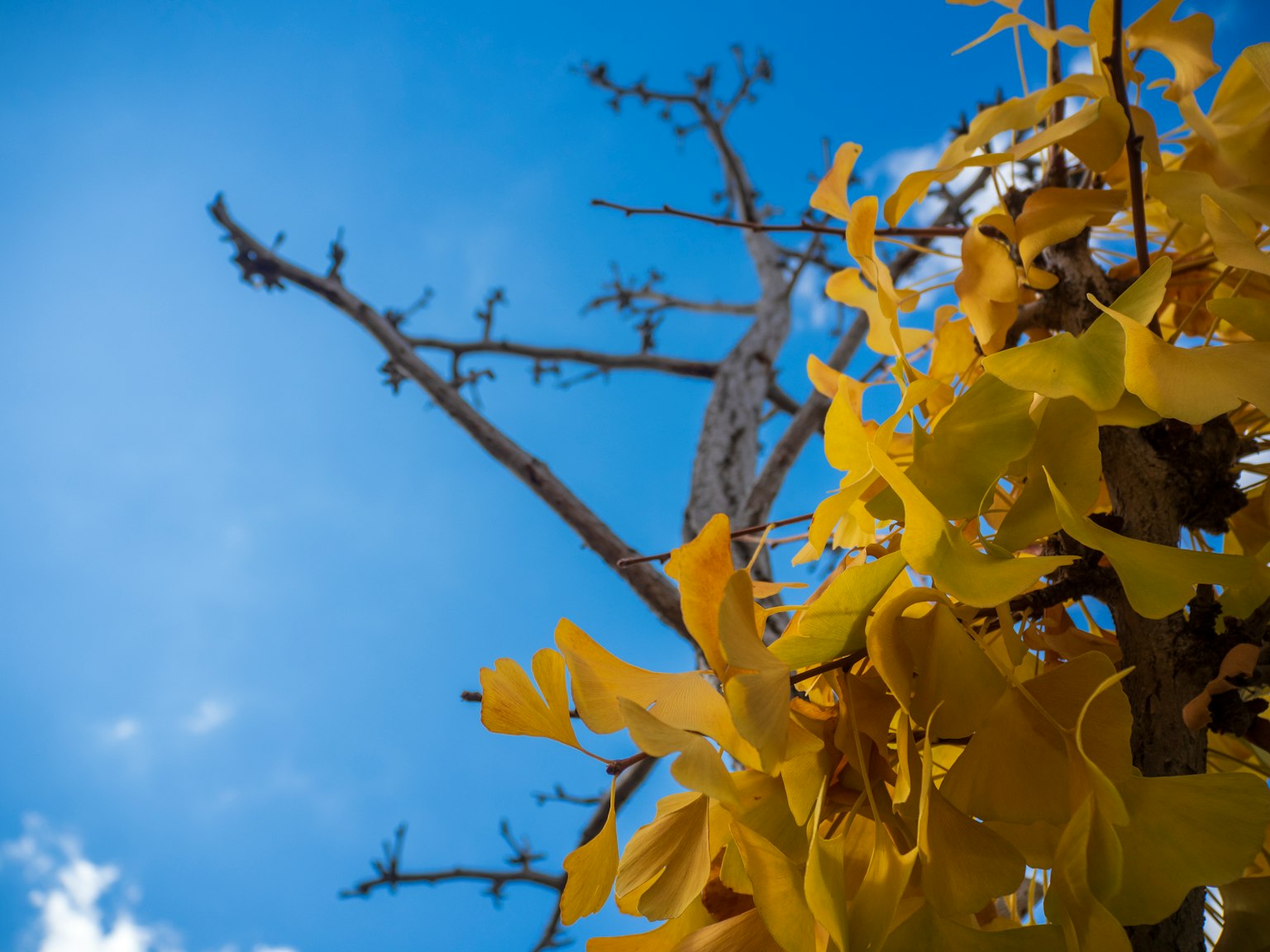 Fleurs jaunes avec un ciel bleu et une branche d'arbre nue