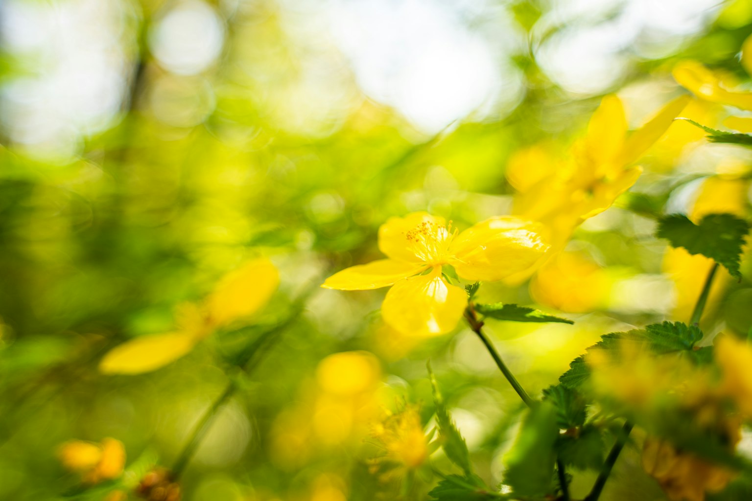 ดอกไม้สีเหลืองสดใสเบ่งบานท่ามกลางพื้นหลังสีเขียวที่เขียวชอุ่ม