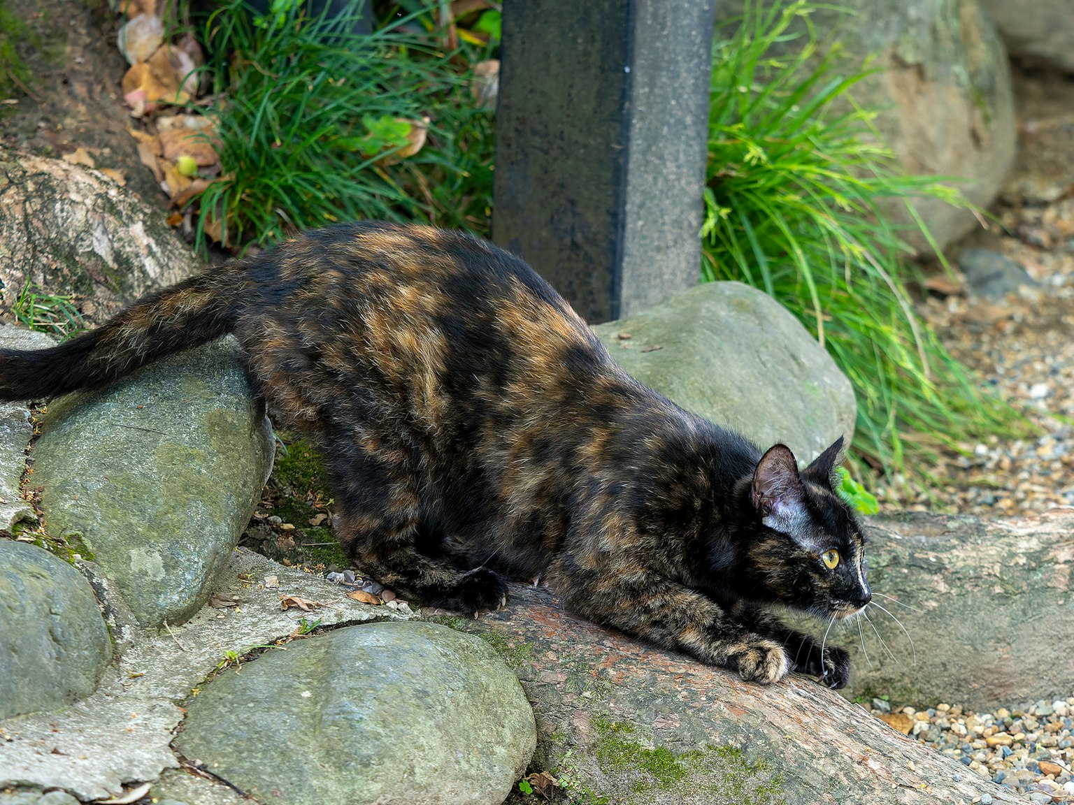 玳瑁猫在石头间伸展