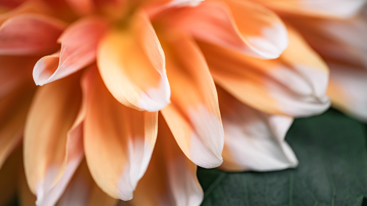 Close-up of a beautiful flower with overlapping soft orange petals