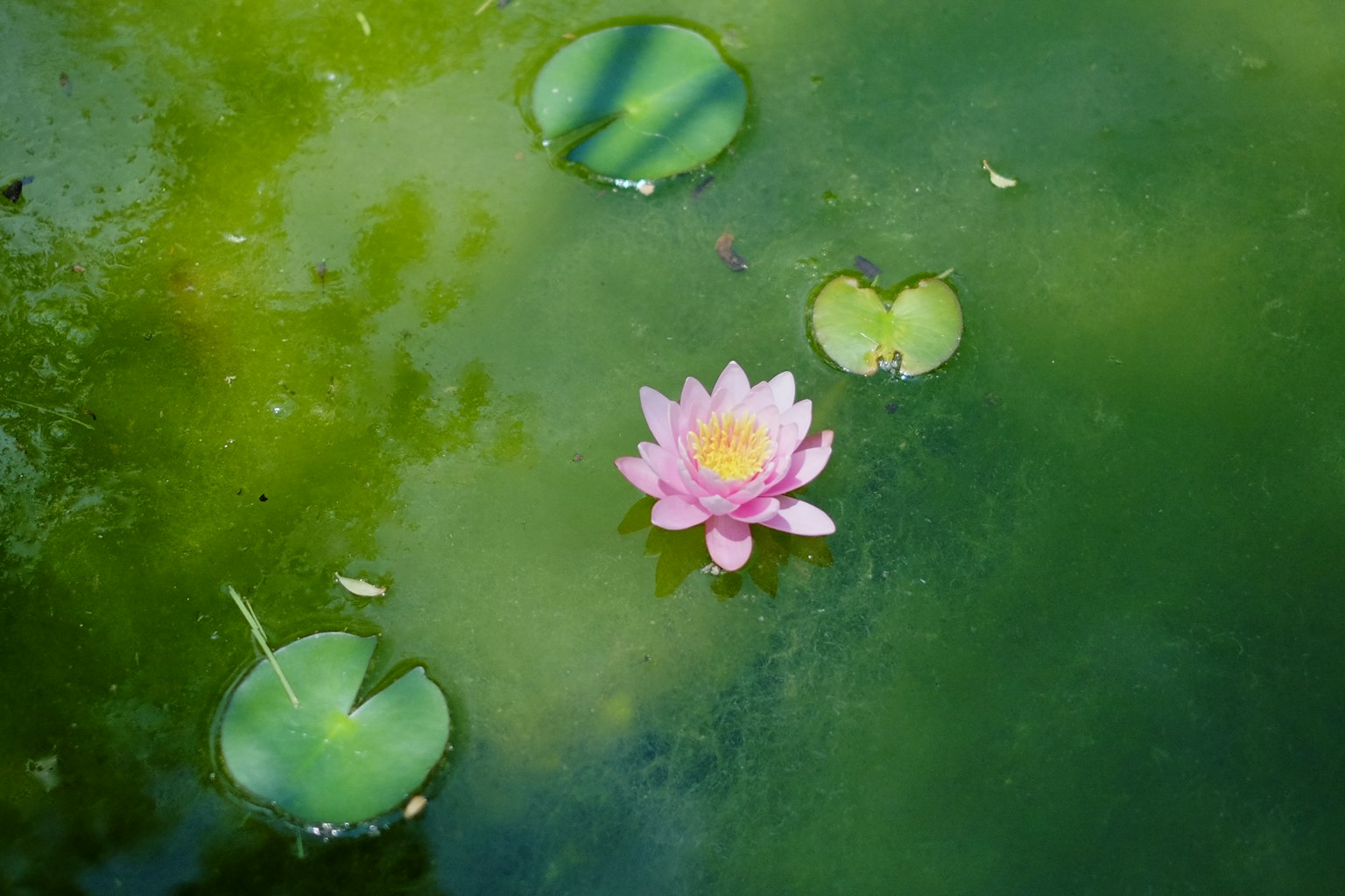 Flor de loto rosa flotando sobre agua verde con hojas de lirio