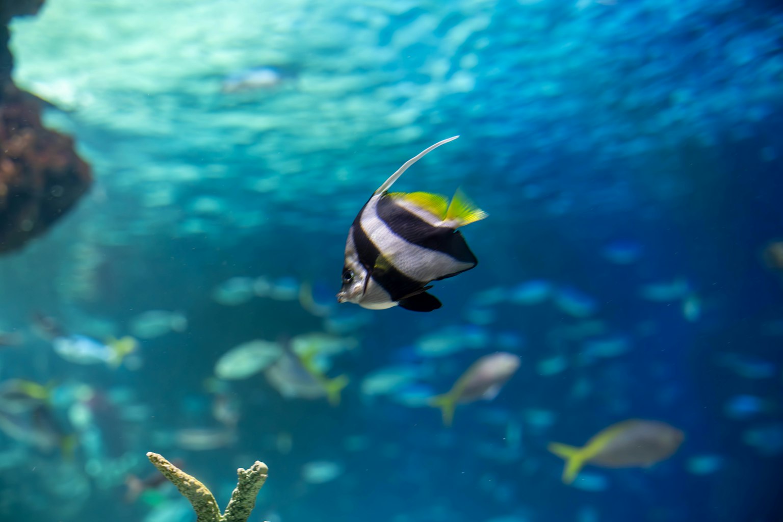 Pez rayado nadando en agua azul con peces coloridos al fondo