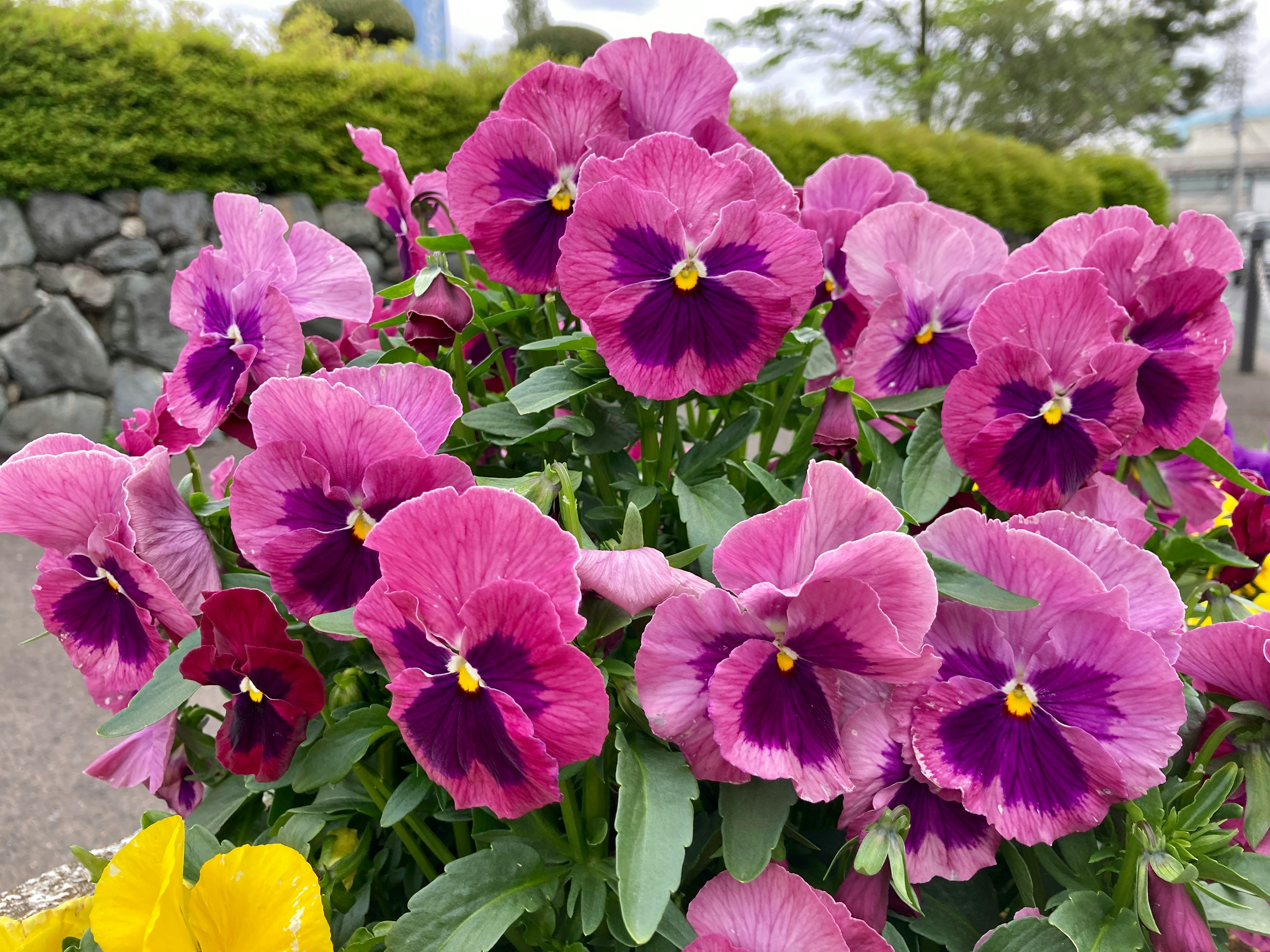 ピンクのパンジーが咲く花壇の花