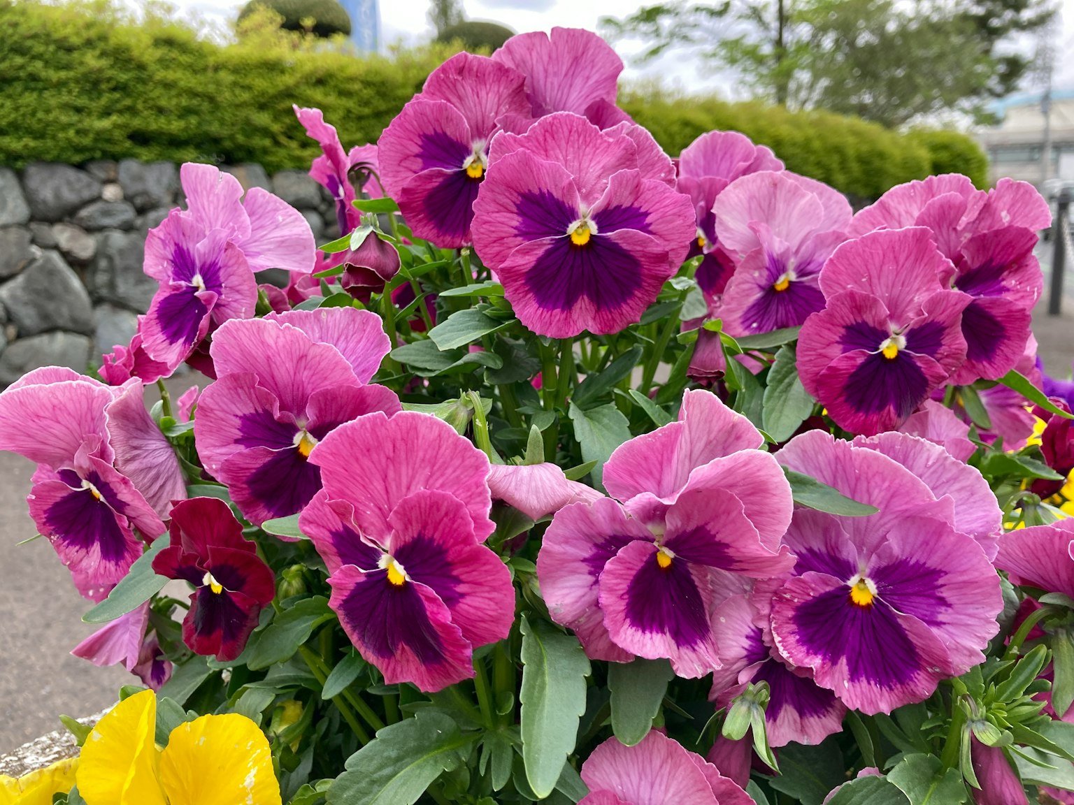 Un gruppo di fiori di viola vivaci in piena fioritura