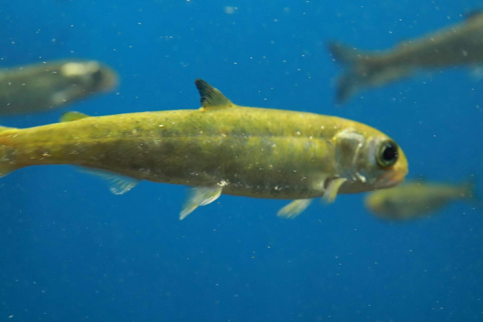 Green fish swimming among a school of fish in clear blue water