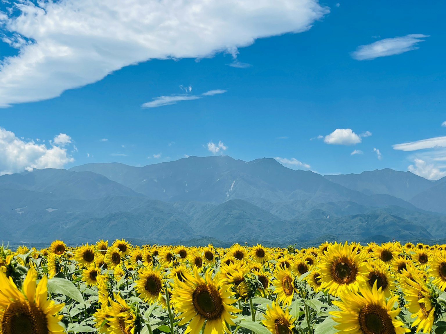Vast sunflower field with blue sky and mountains in the background