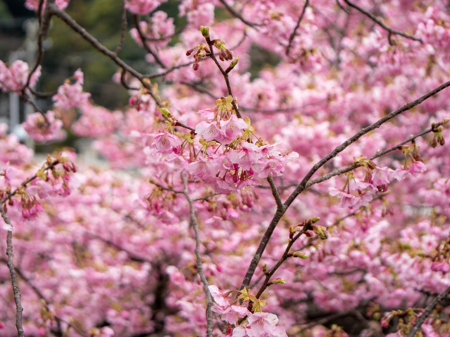 Beautiful scene of blooming cherry blossoms