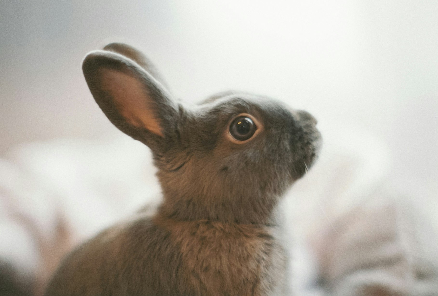 ふわふわのウサギのアップ