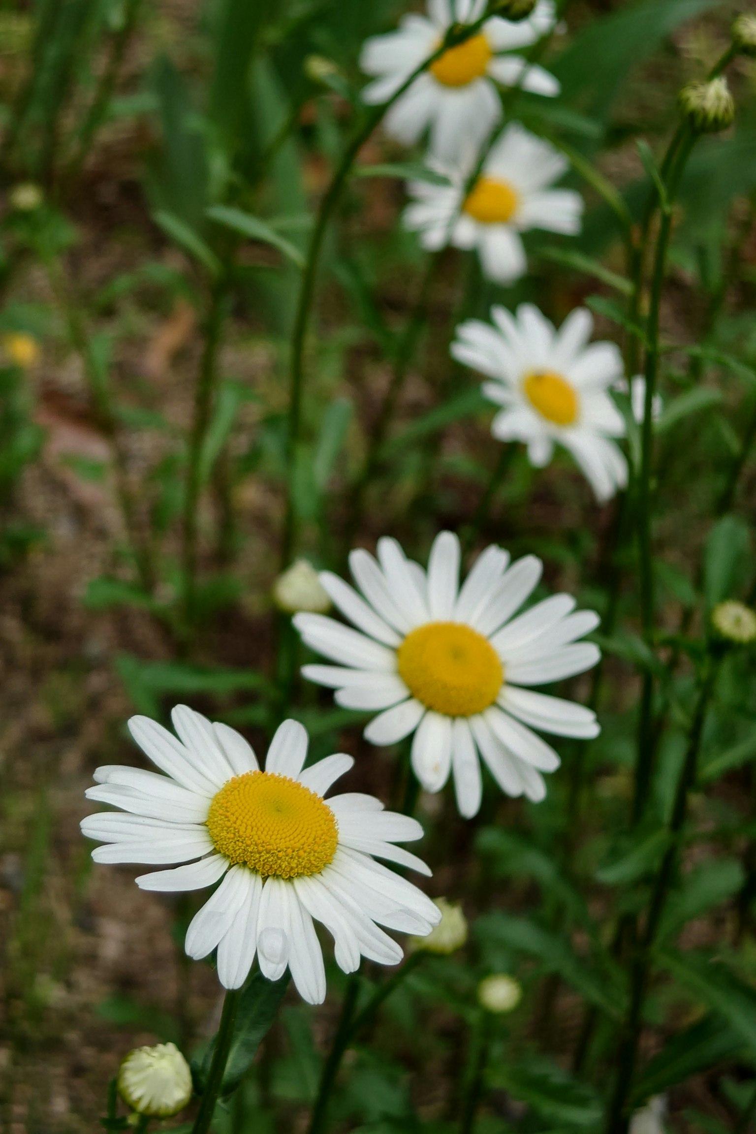 White daisies with yellow centers in a green background