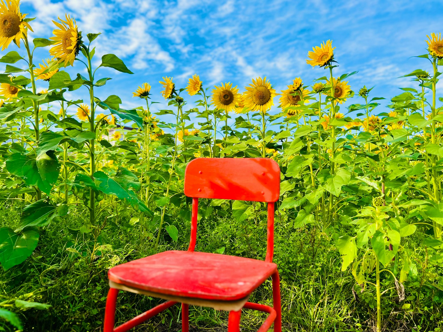 Una sedia rossa in un campo di girasoli sotto un cielo blu