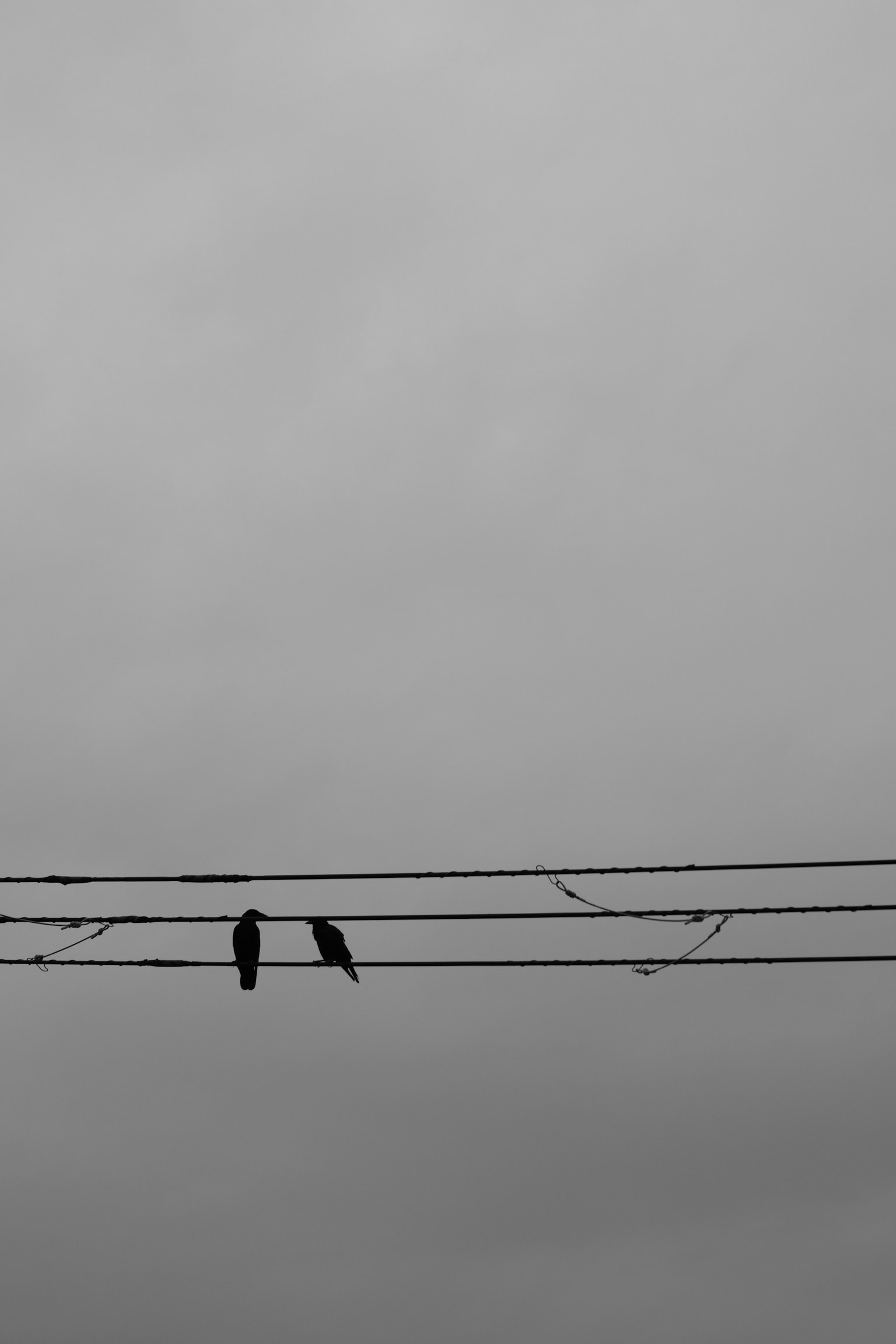 二羽の鳥が電線に止まっているモノクロの風景