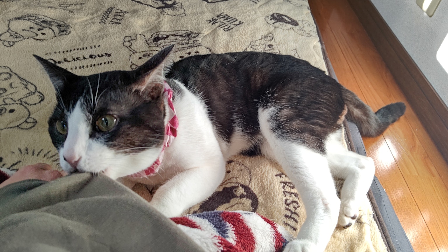 Un gatto bianco e nero sdraiato su un letto