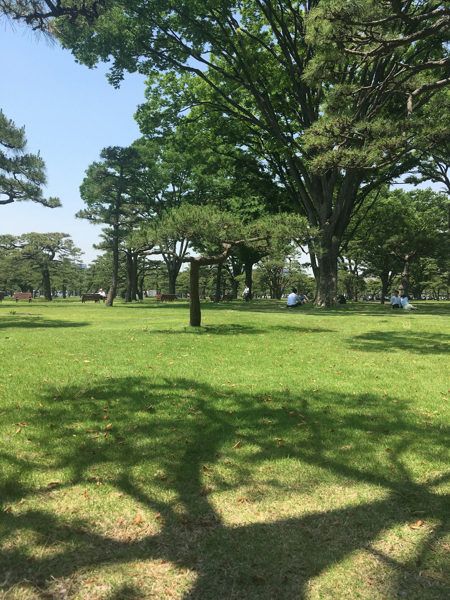 Üppige Parklandschaft mit großen Bäumen und Schatten von Personen auf dem Gras