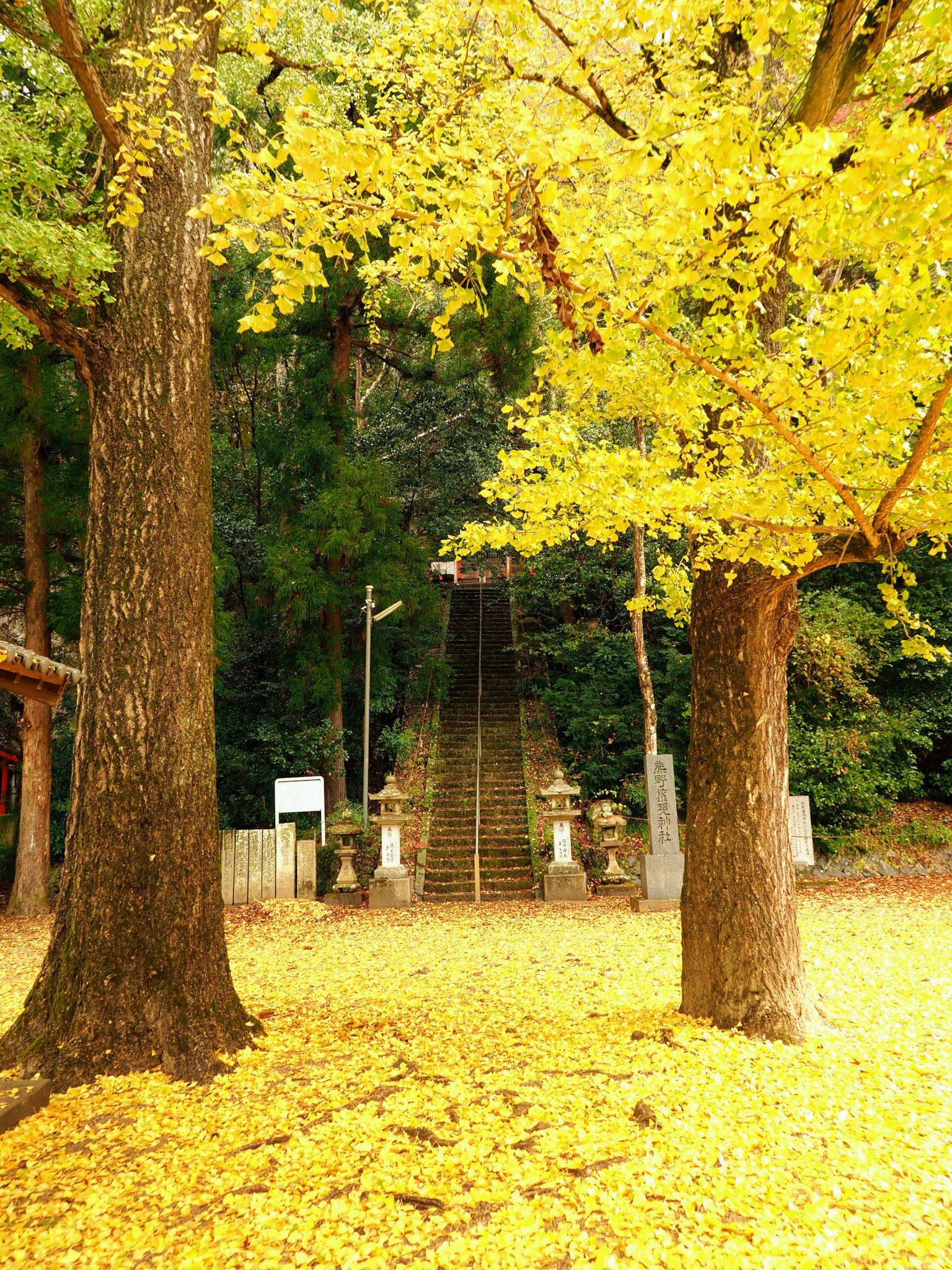 ทิวทัศน์ของบันไดที่ล้อมรอบด้วยใบไม้สีเหลืองในฤดูใบไม้ร่วง