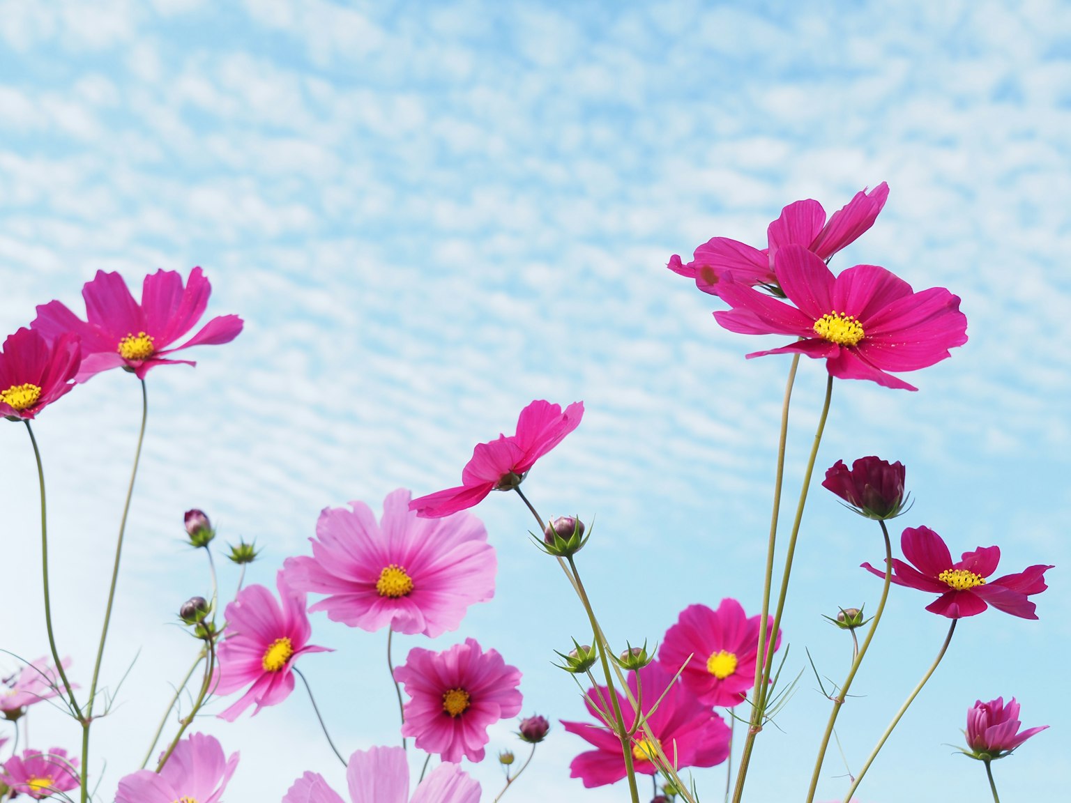 Lebendige rosa Kosmeenblumen vor blauem Himmel