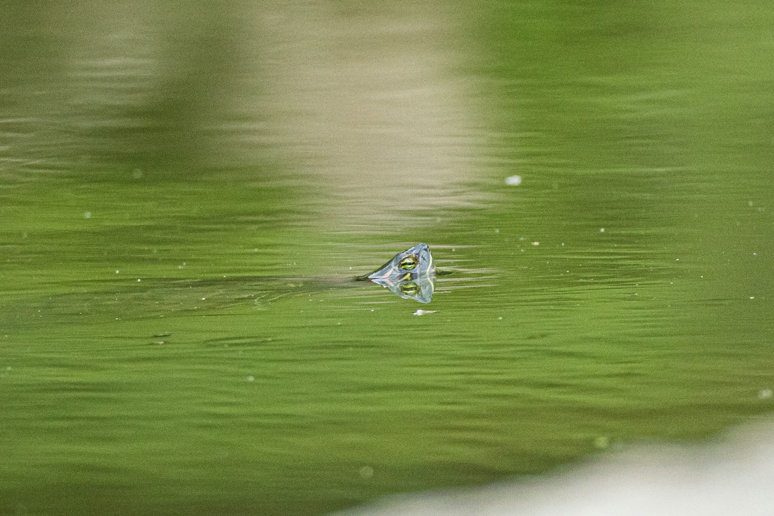 Una criatura emergiendo parcialmente del agua con un fondo verde